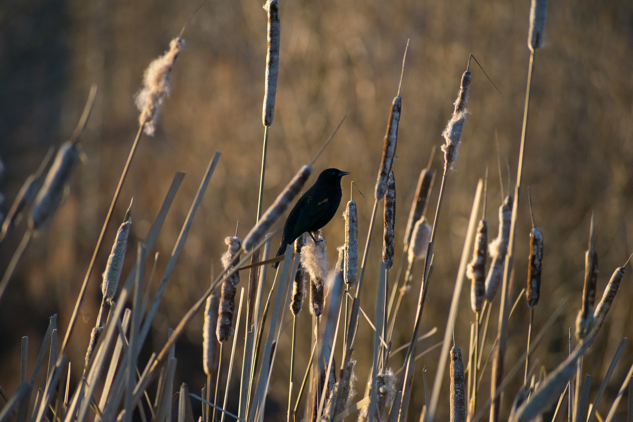 Nikon AF-S Nikkor 70-200mm F2.8G ED VR II sample photo. Black bird in the reeds photography