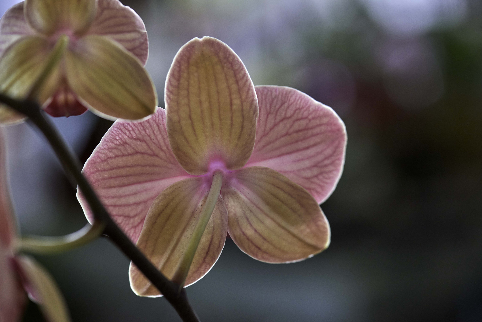 Nikon AF-S Micro-Nikkor 105mm F2.8G IF-ED VR sample photo. Orchids pink photography