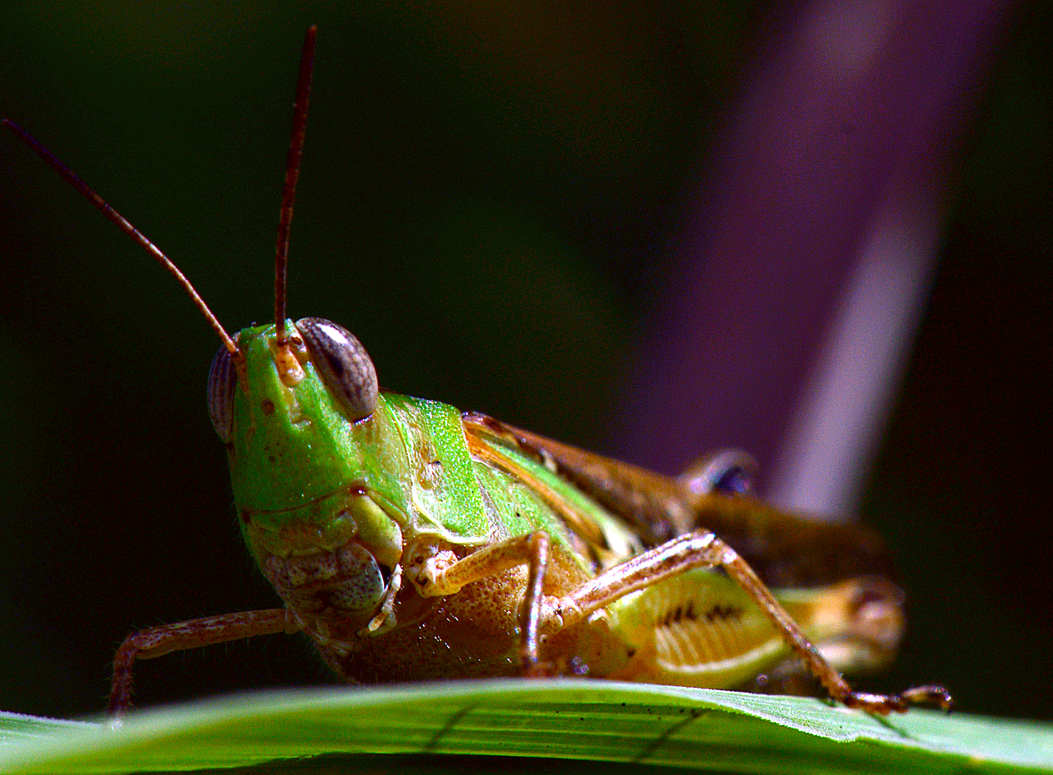 Nikon AF-S Micro-Nikkor 105mm F2.8G IF-ED VR sample photo. Waiting for you. photography