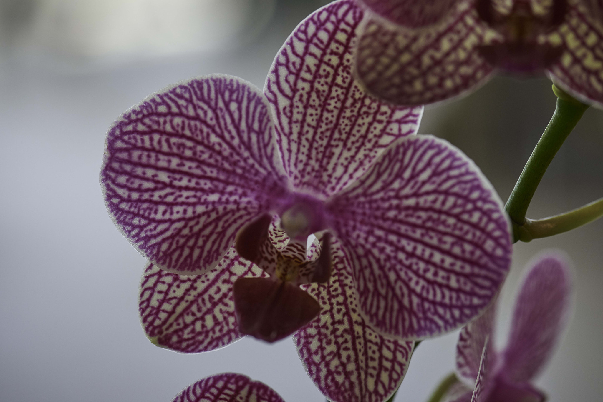 Nikon D800 + Nikon AF-S Micro-Nikkor 105mm F2.8G IF-ED VR sample photo. Orchids collection photography