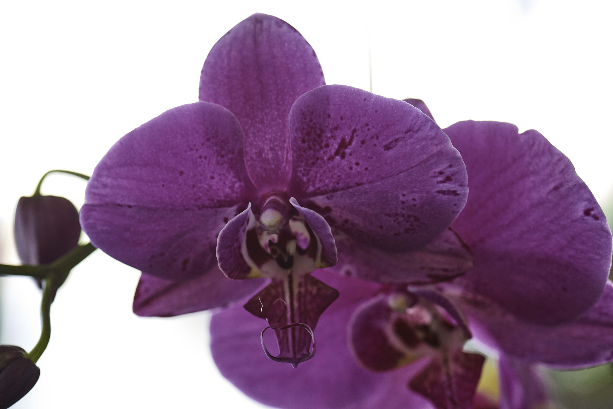 Nikon D800 sample photo. Orchids collection photography