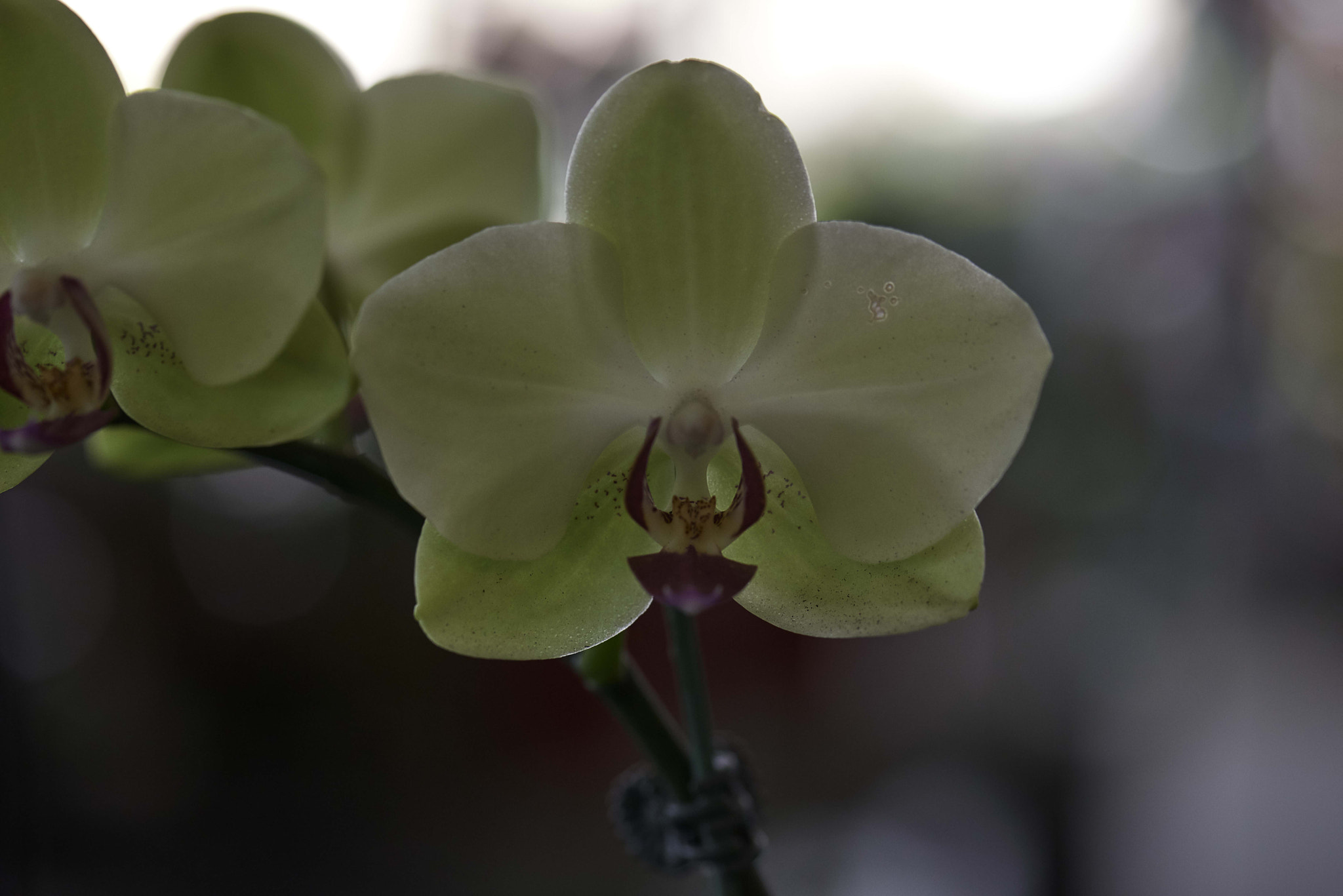 Nikon D800 + Nikon AF-S Micro-Nikkor 105mm F2.8G IF-ED VR sample photo. Orchids collection photography
