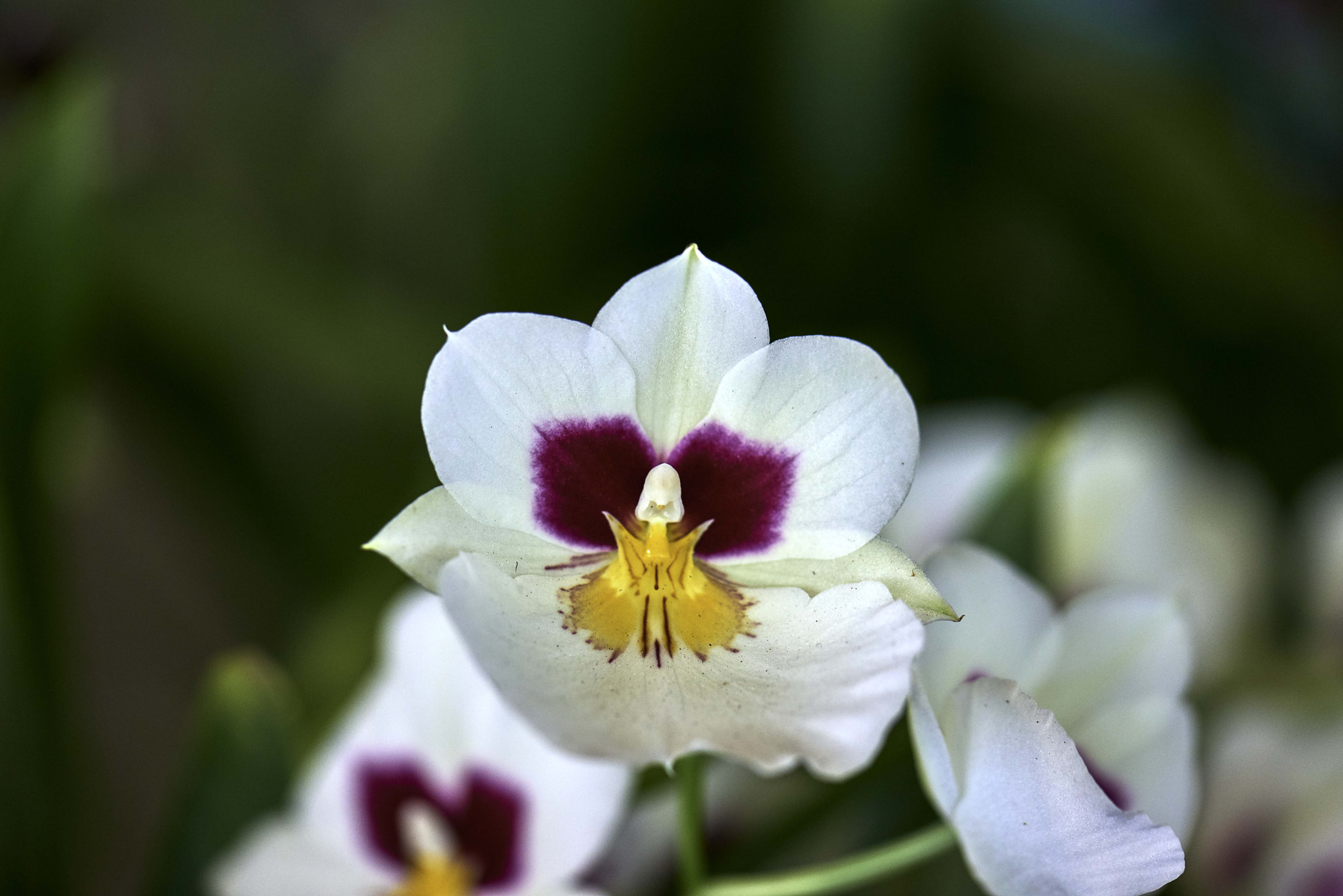 Nikon D800 sample photo. Orchids collection photography