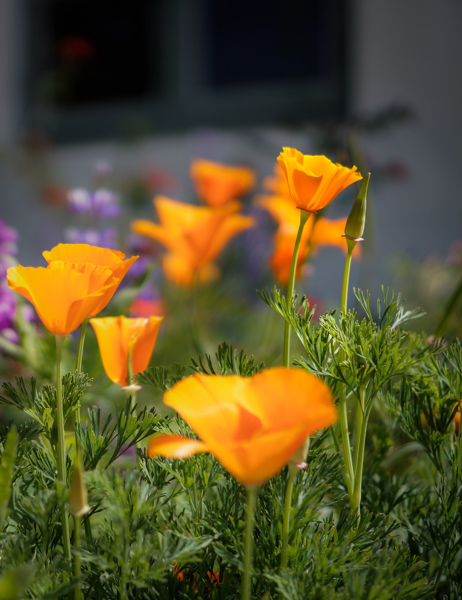 Sony SLT-A65 (SLT-A65V) + Sony DT 50mm F1.8 SAM sample photo. California poppy photography