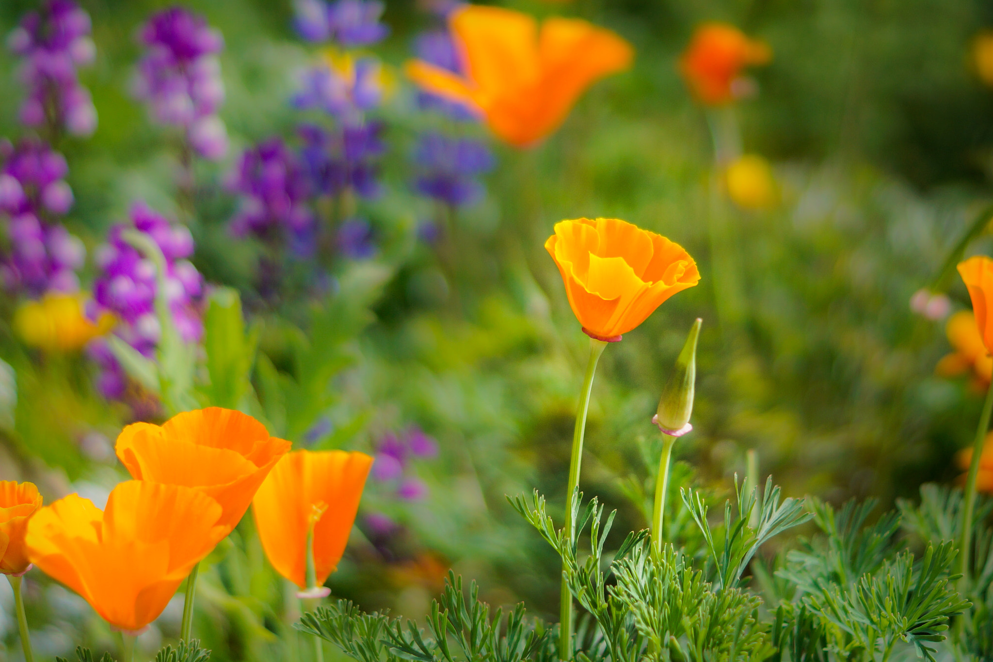 Sony SLT-A65 (SLT-A65V) sample photo. California poppy photography