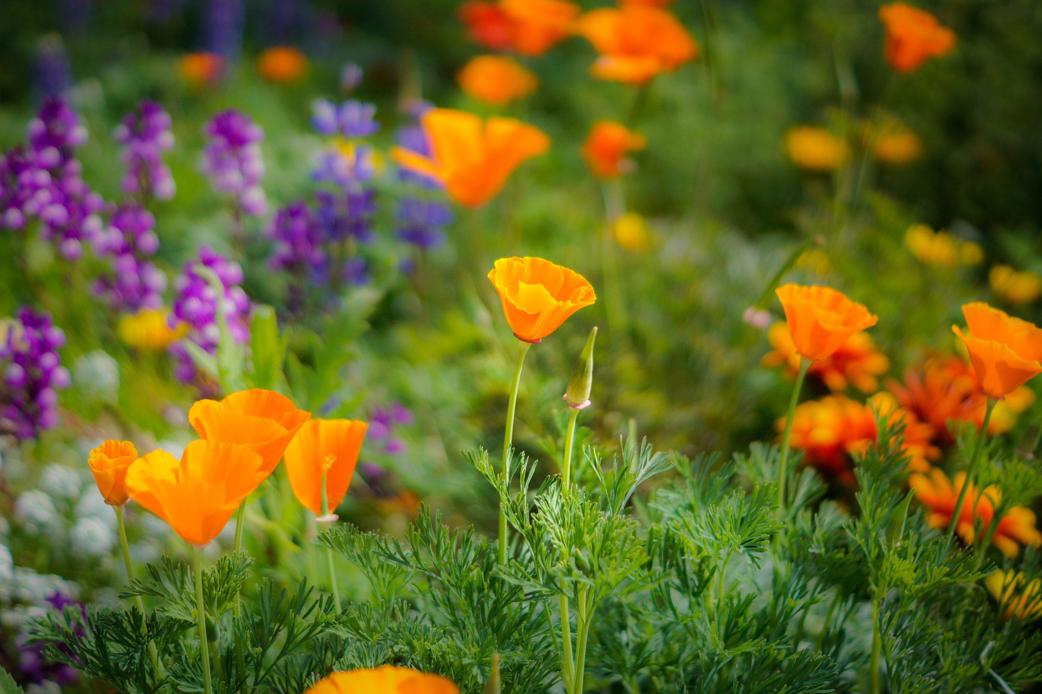 Sony SLT-A65 (SLT-A65V) + Sony DT 50mm F1.8 SAM sample photo. California poppy photography