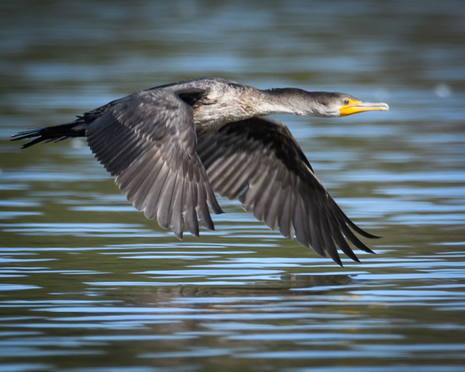 Nikon D500 sample photo. Double crested cormorant photography