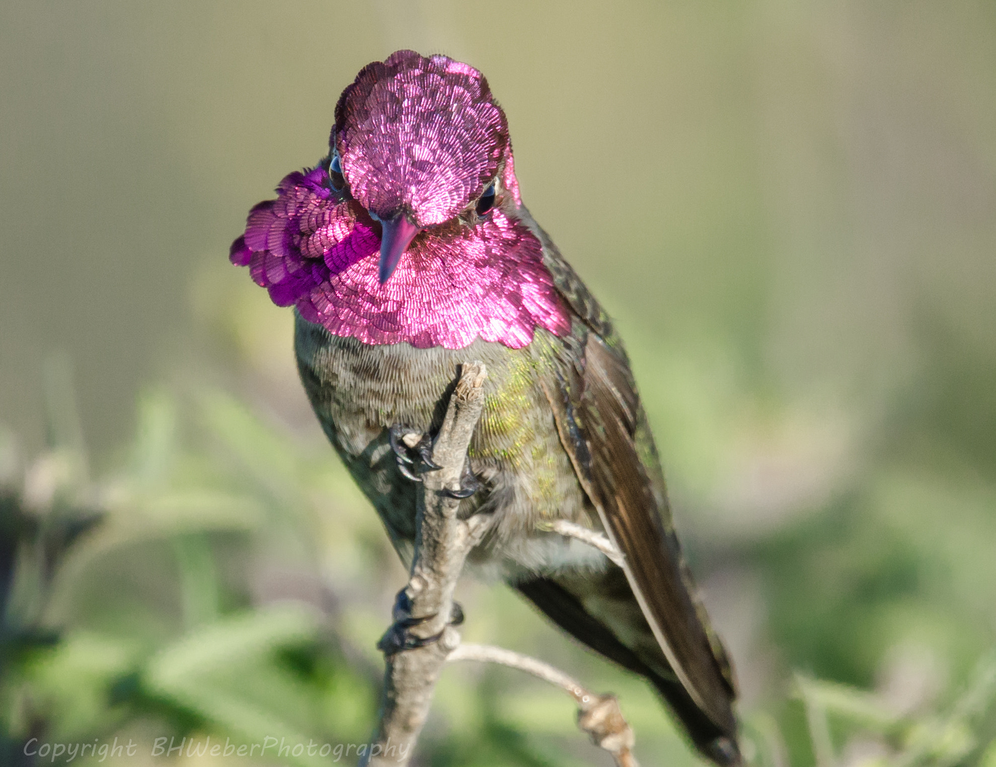 Nikon Nikkor AF-S 300mm F4E PF ED VR sample photo. Hummingbird bright face photography