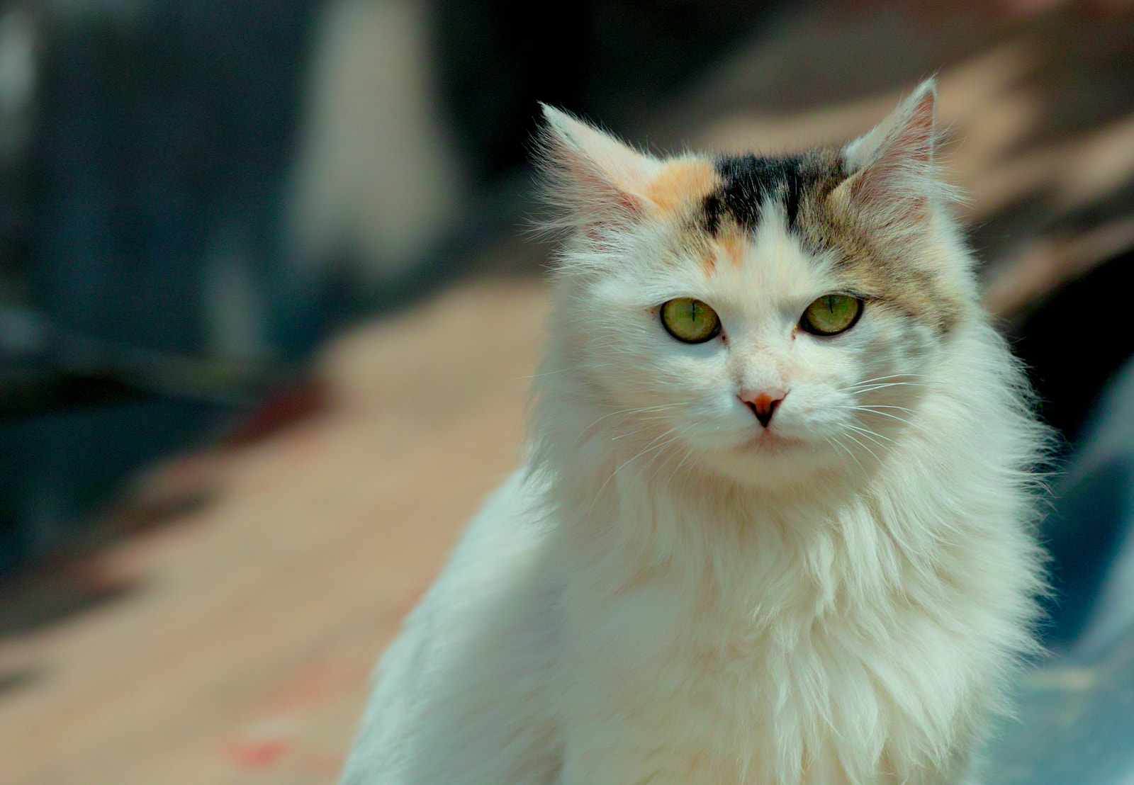 Sigma SD15 sample photo. Cat photography