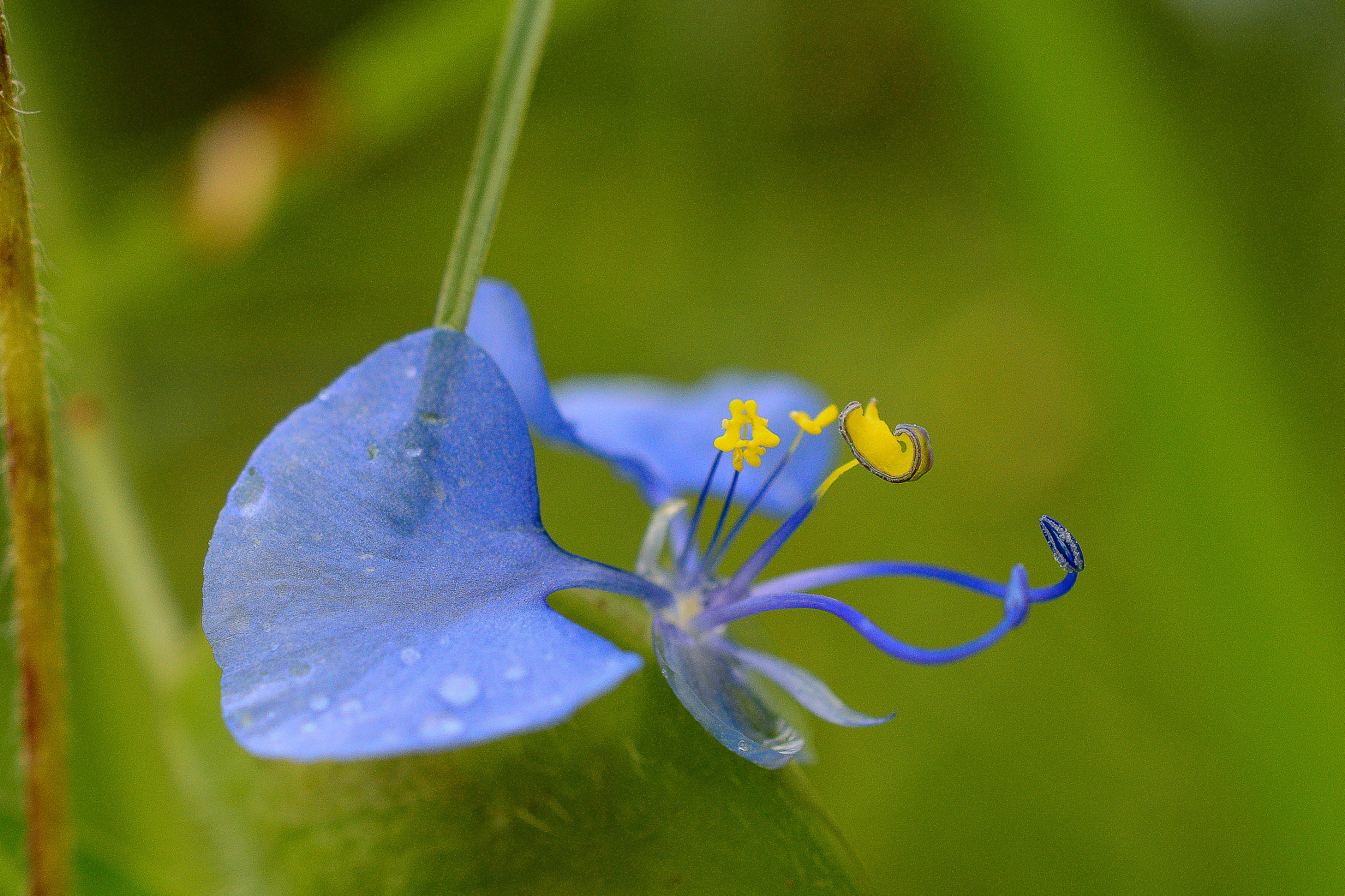 Nikon AF-S DX Micro Nikkor 40mm F2.8 sample photo. Blue photography