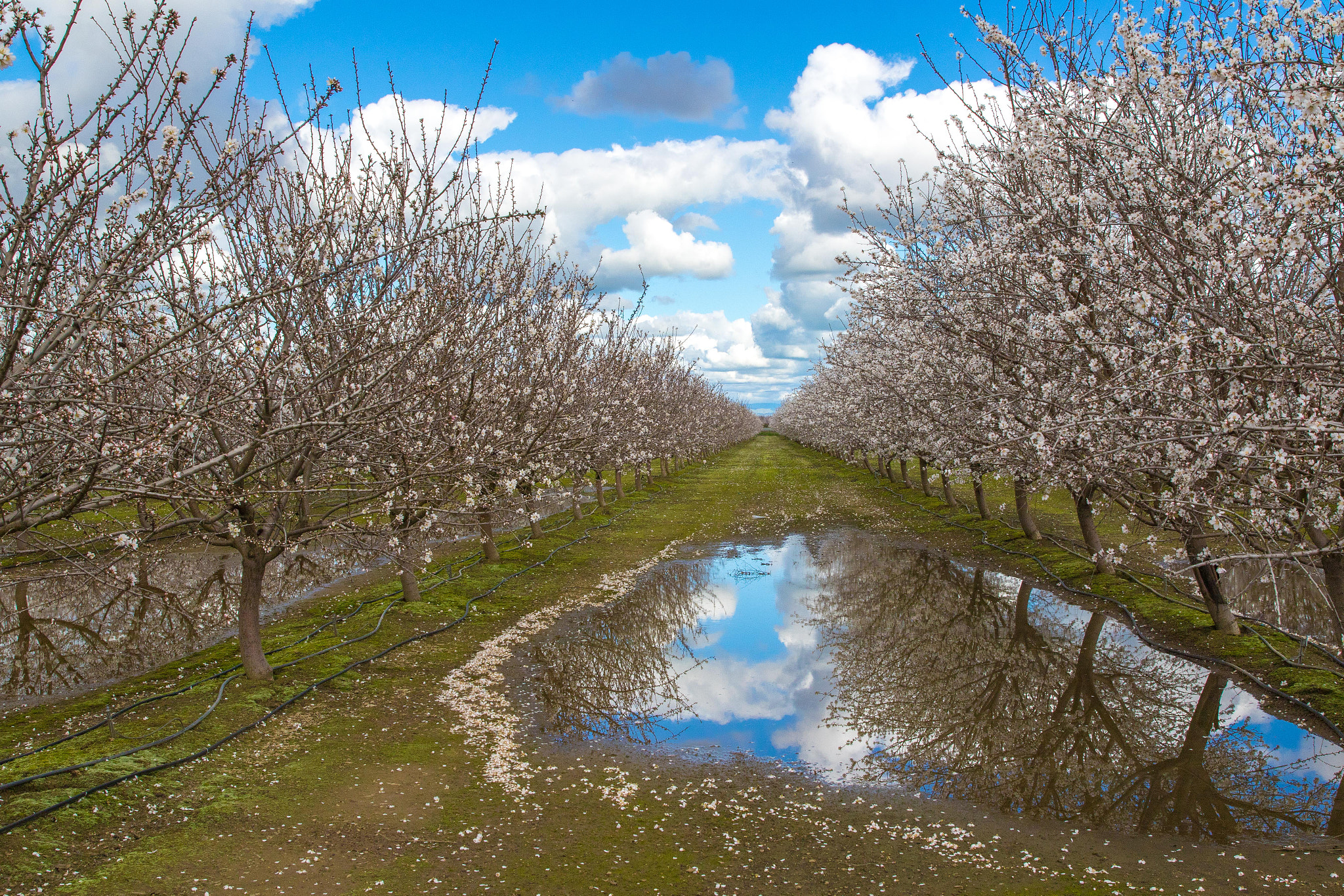 Canon EF 24-70mm F2.8L II USM sample photo. Almond blossom in spring photography