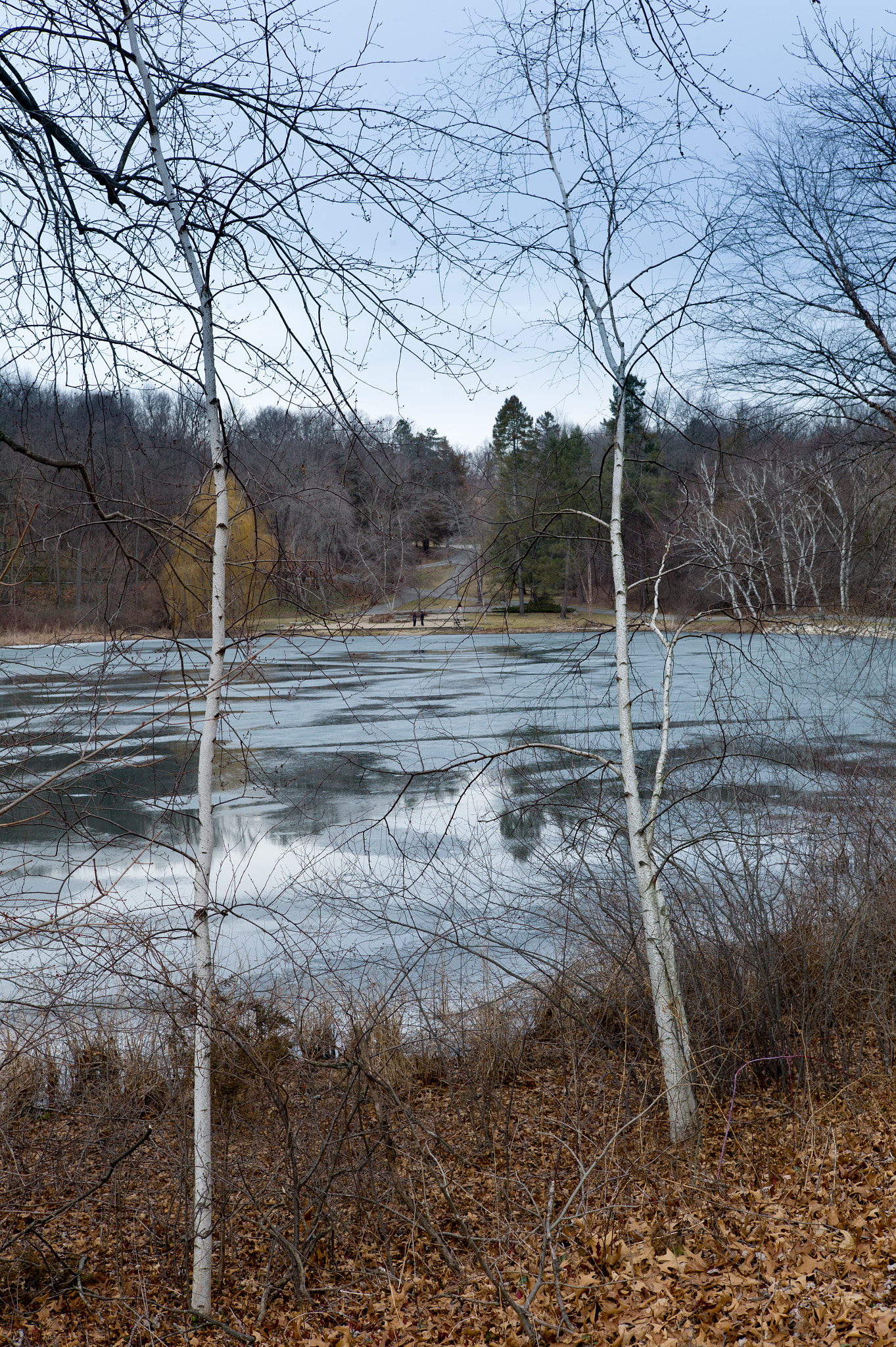 Leica M9 + Summicron-M 50mm f/2 (IV, V) sample photo. Birches at hidden lake photography