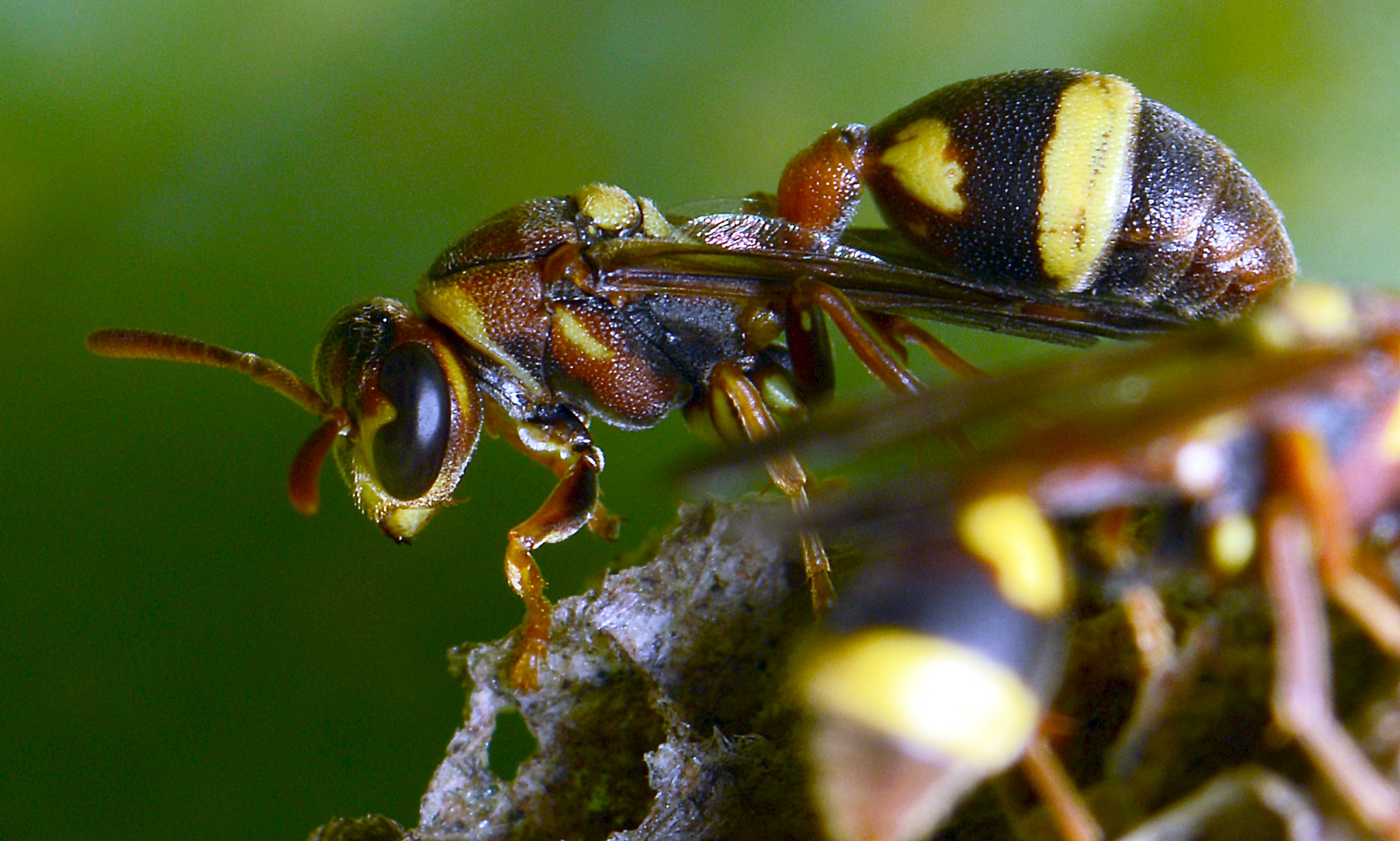 Nikon AF-S Micro-Nikkor 105mm F2.8G IF-ED VR sample photo. () photography