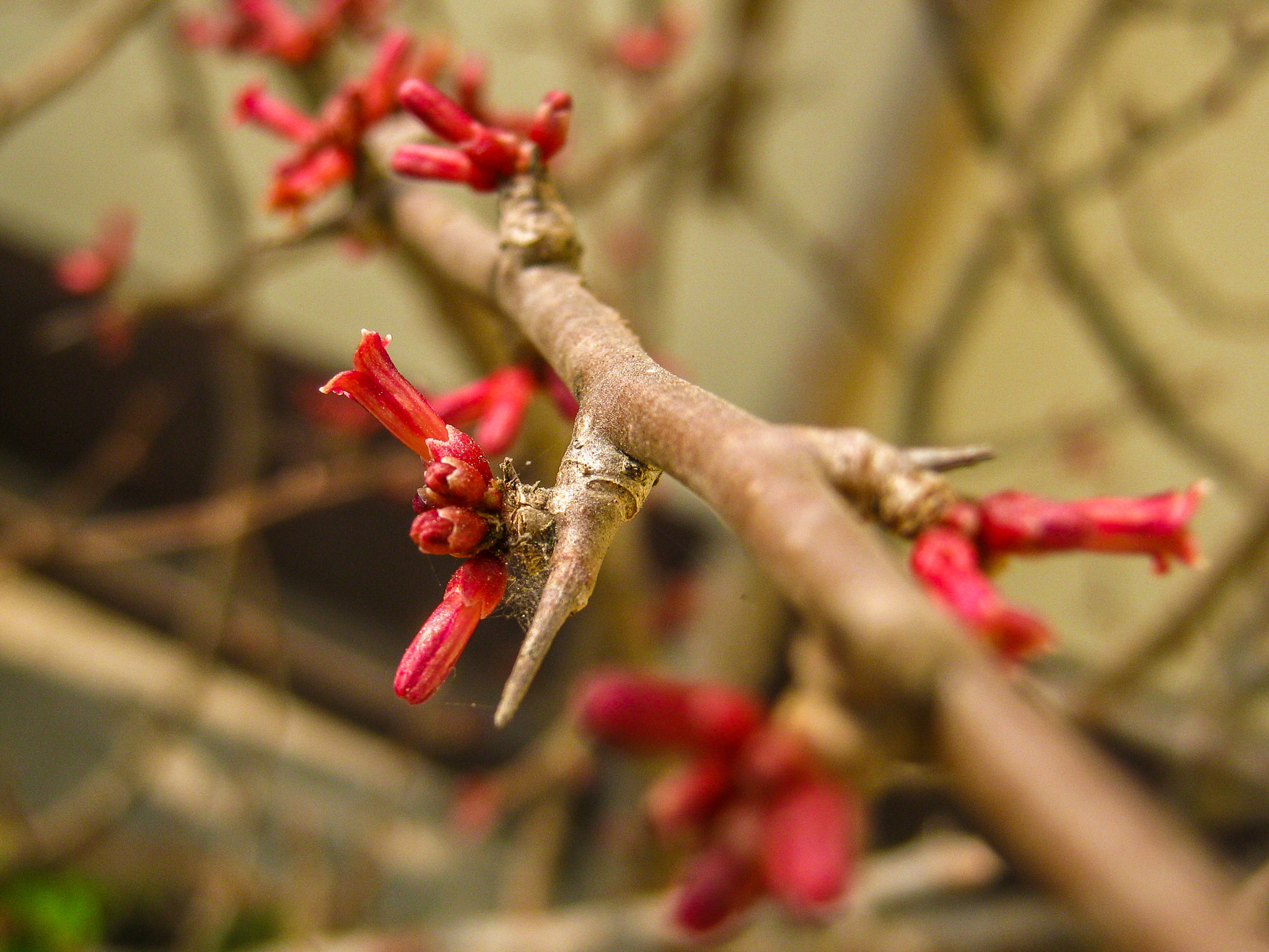 Canon PowerShot A495 sample photo. Sandalwood flower photography