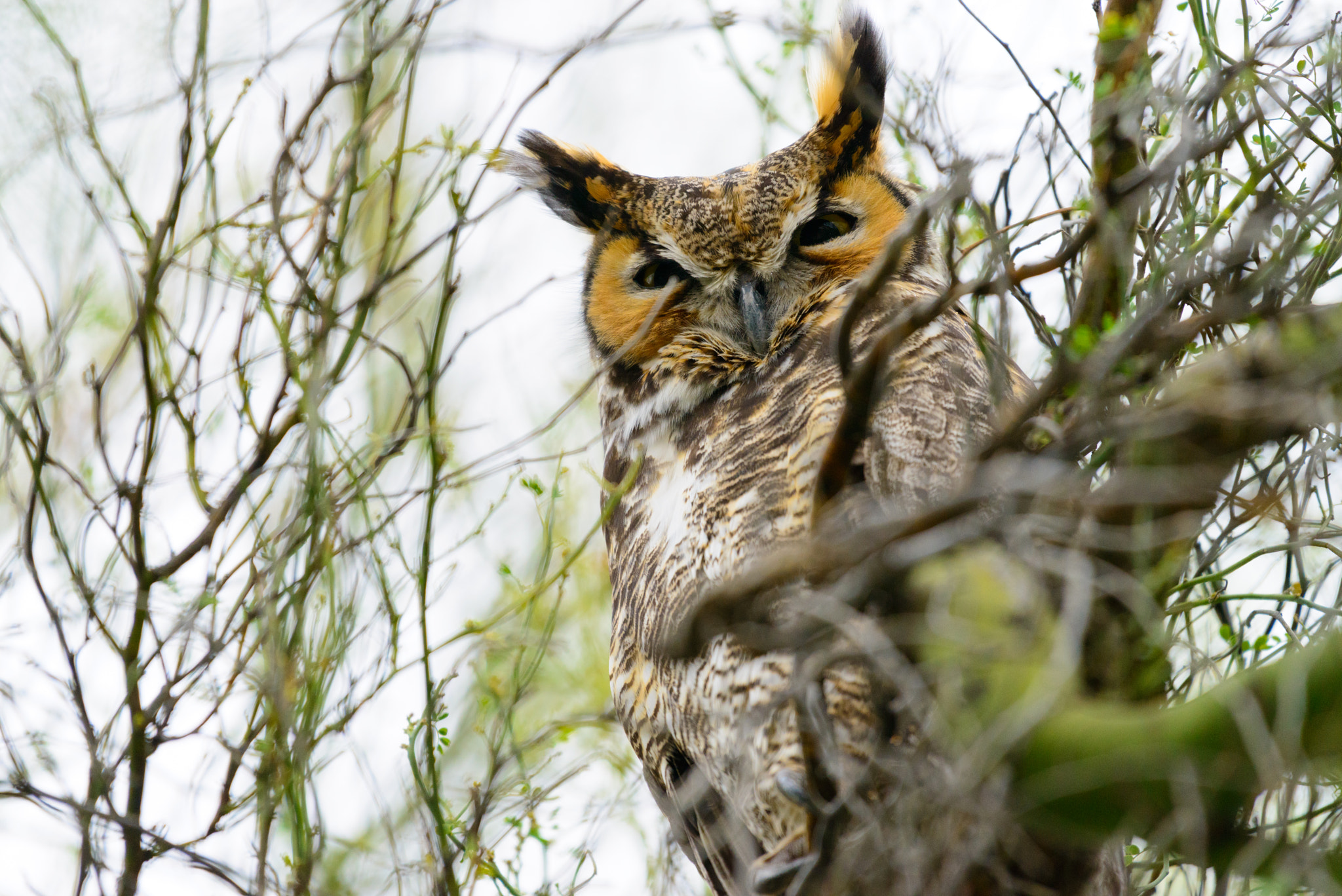 Nikon AF-S Nikkor 200-500mm F5.6E ED VR sample photo. Keeping an eye out photography
