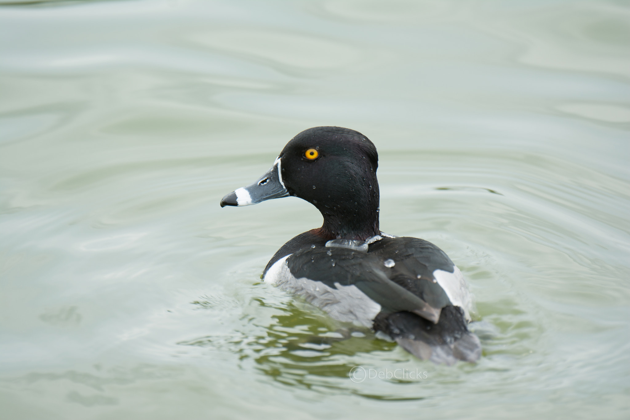 Nikon D7100 sample photo. Ring-necked duck photography