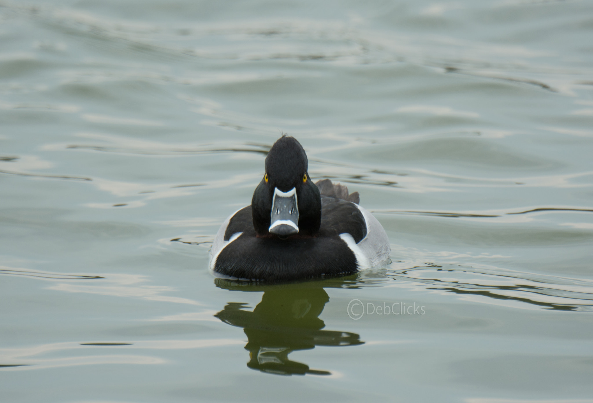 Nikon D7100 sample photo. Ring-necked duck photography