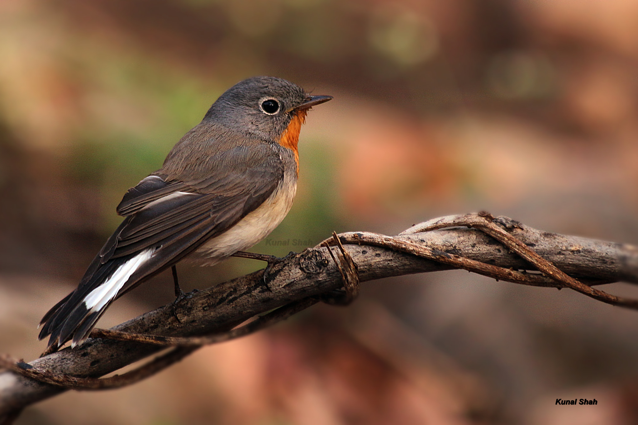 Canon EF 70-300mm F4-5.6 IS USM sample photo. Red breasted flycatcher (male) photography