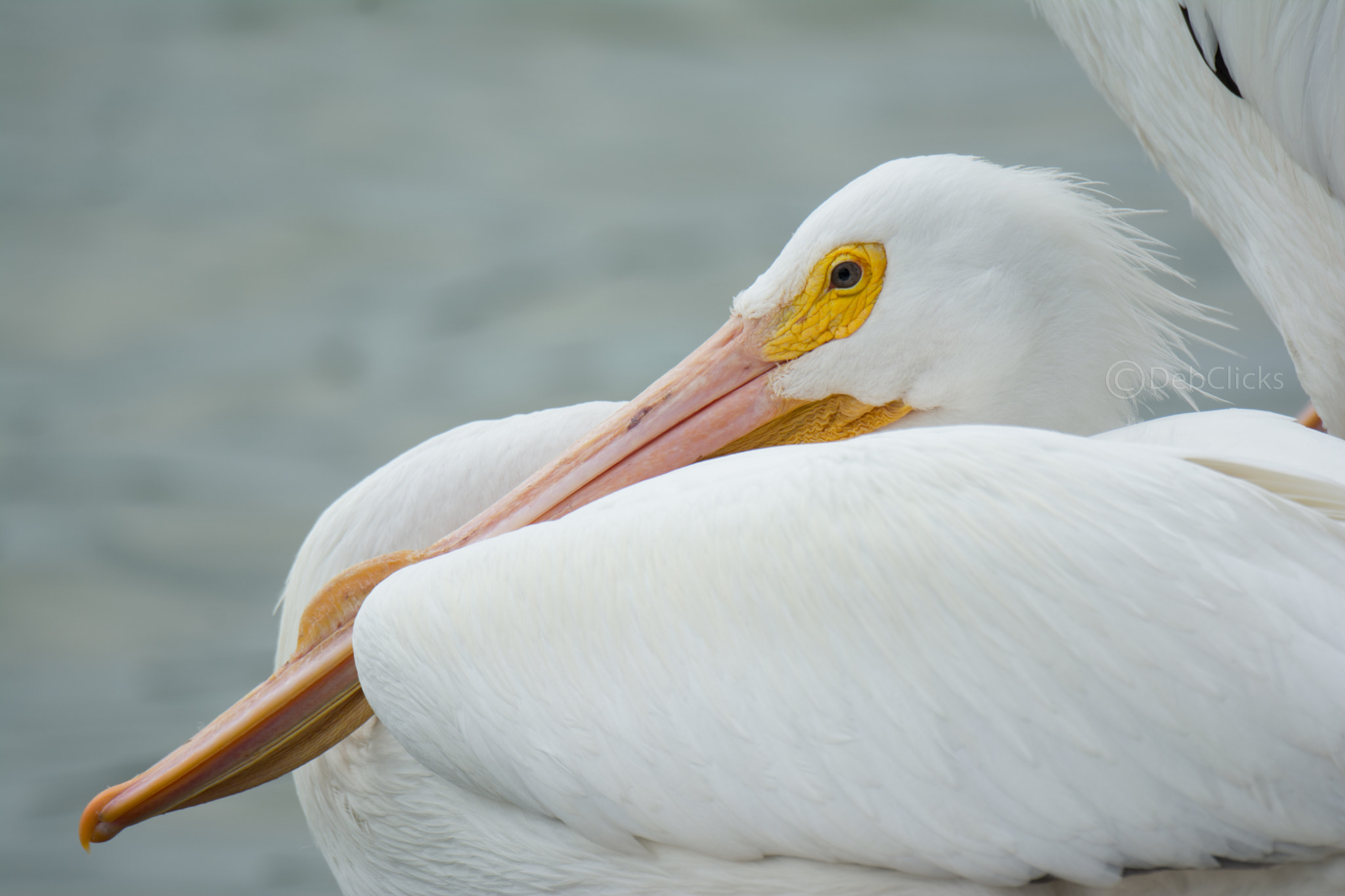 Nikon D7100 sample photo. White pelican photography