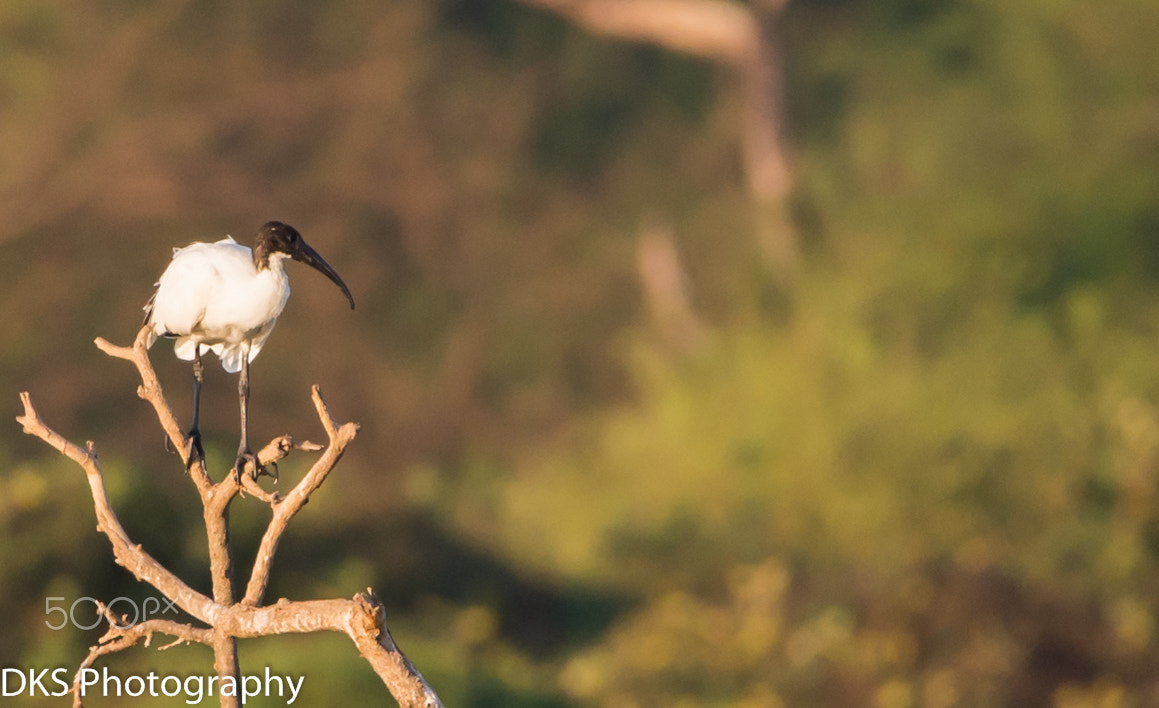 Sigma 150-600mm F5-6.3 DG OS HSM | C sample photo. White lbis photography