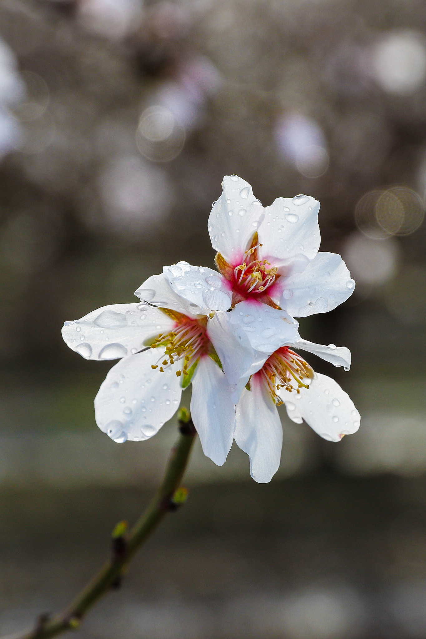 Canon EOS 7D Mark II sample photo. Closeup of a wet almond flower photography