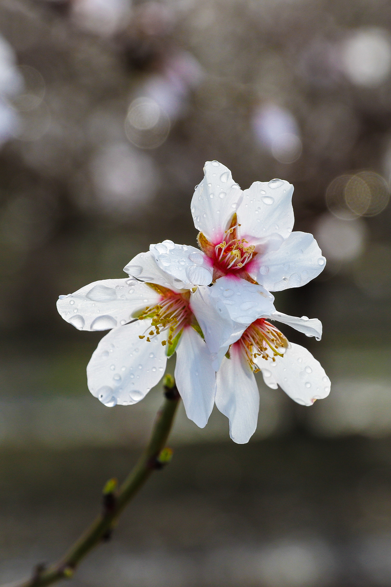Canon EF 24-70mm F2.8L II USM sample photo. Closeup of a wet almond flower photography