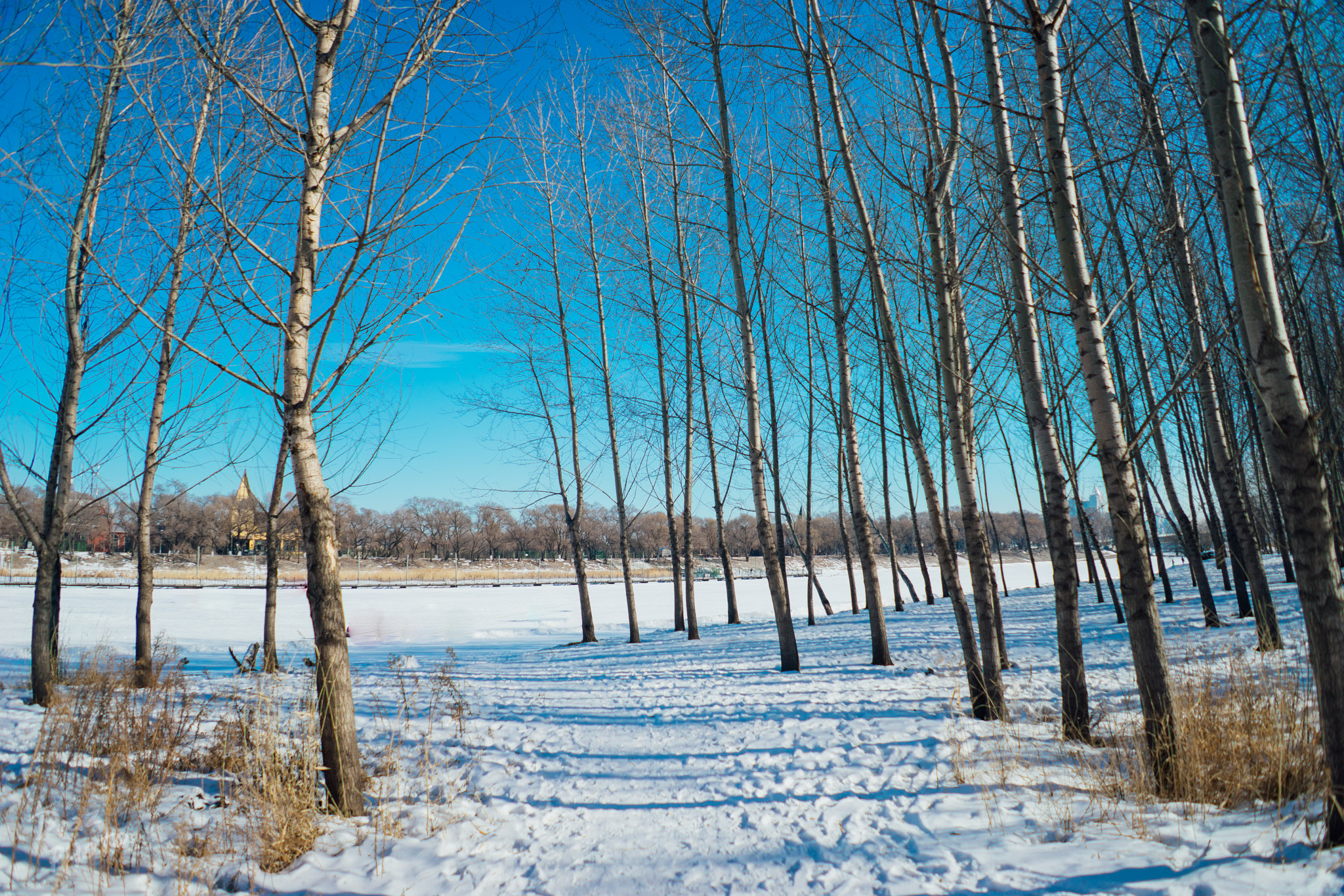 Sony a7 + Sony FE 28mm F2 sample photo. Snow woods. photography