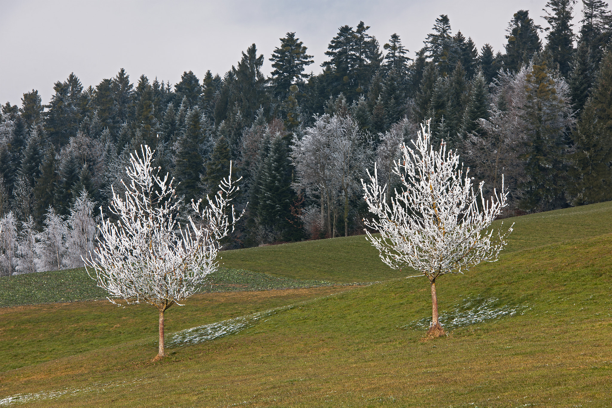 Nikon D3X + Nikon AF-S Nikkor 70-200mm F2.8G ED VR II sample photo. Trees in hoarfrost photography