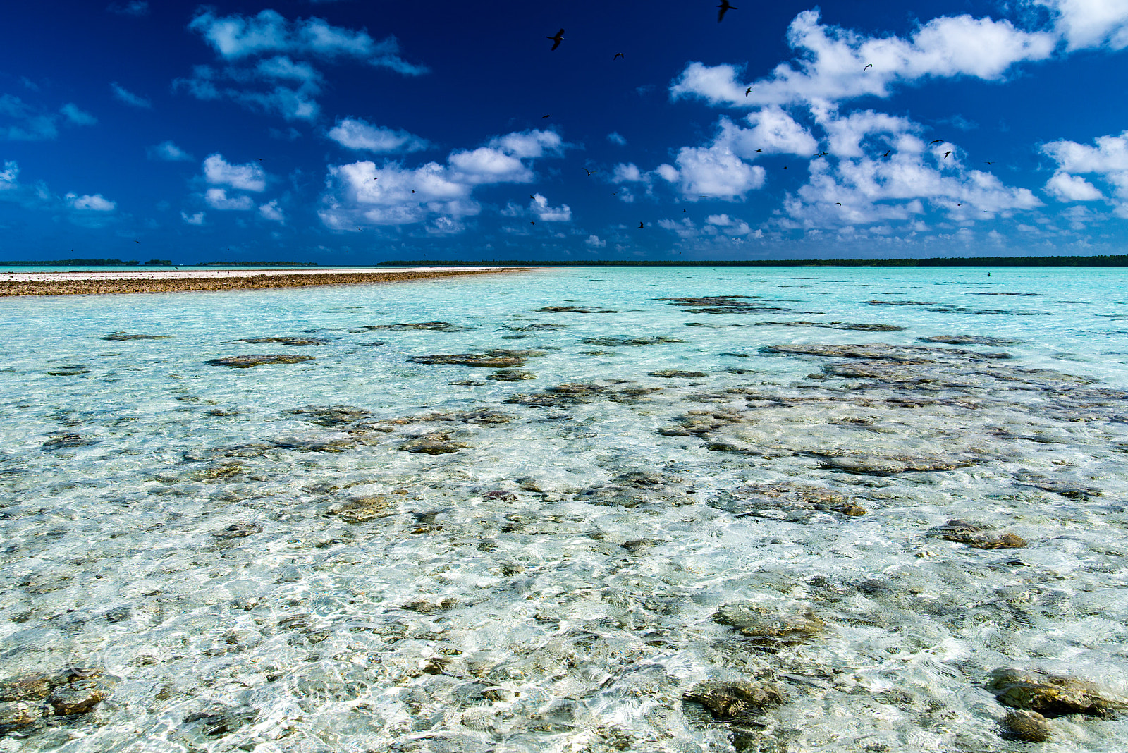 Nikon D800 sample photo. Birds over tetiaroa photography