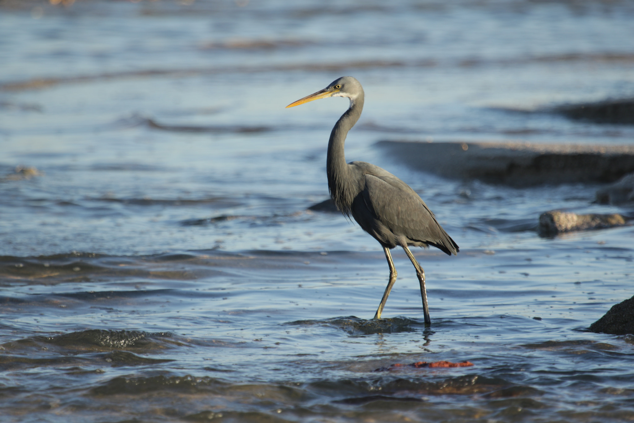 Canon EF 100-400mm F4.5-5.6L IS USM sample photo