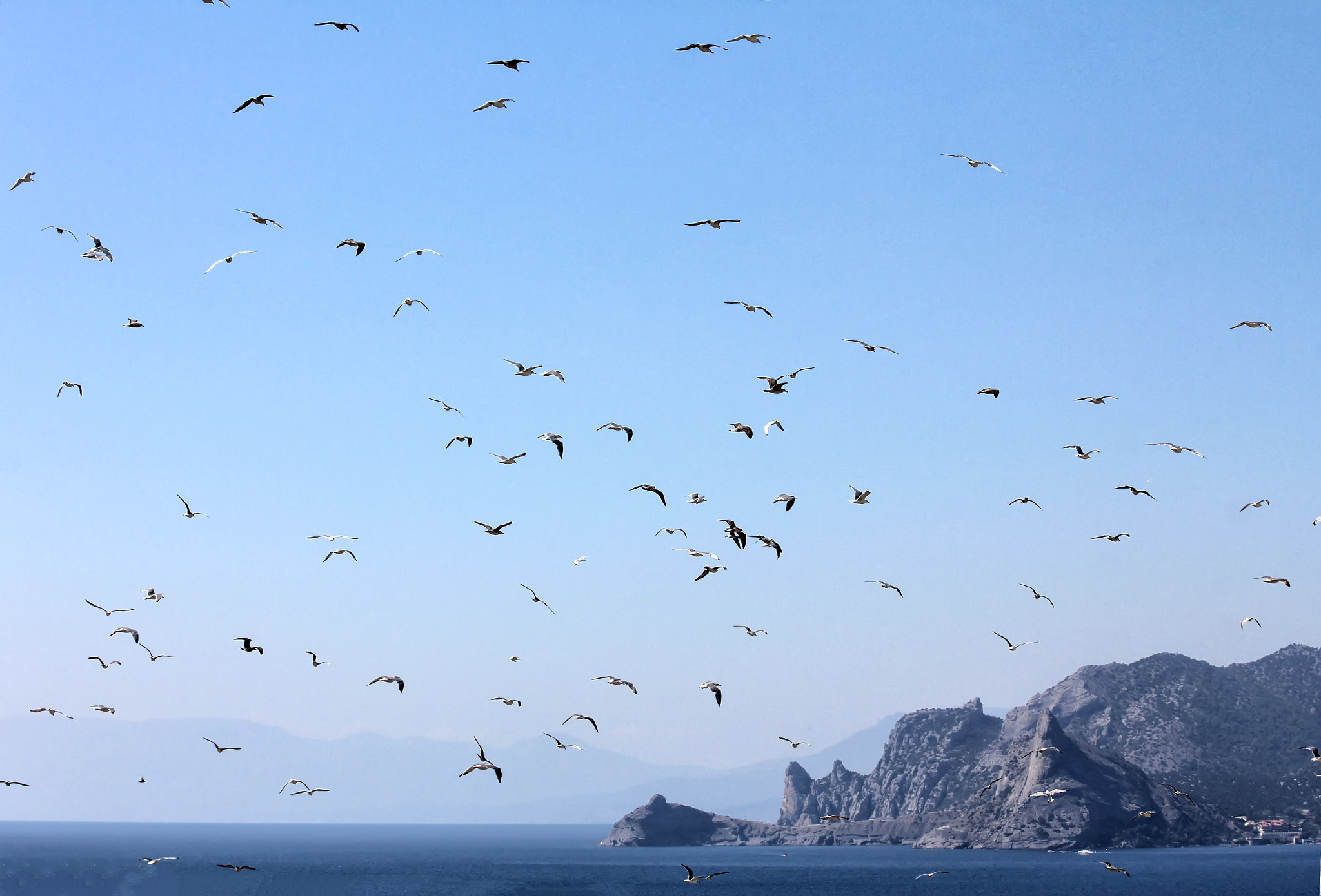 Canon EF 70-300mm F4-5.6 IS USM sample photo. Birds photography