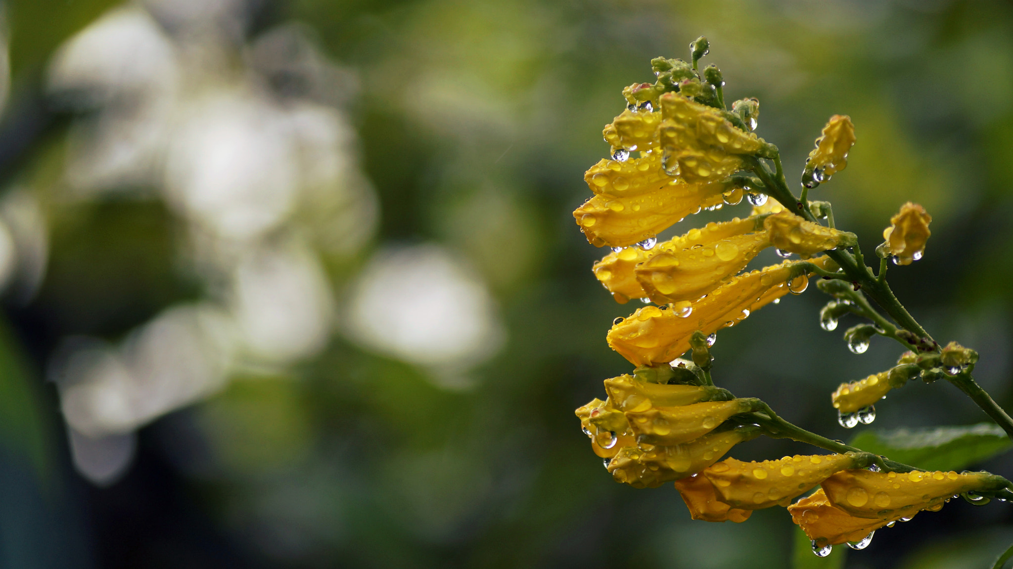 Sony DT 55-200mm F4-5.6 SAM sample photo. Feel the freshness! photography