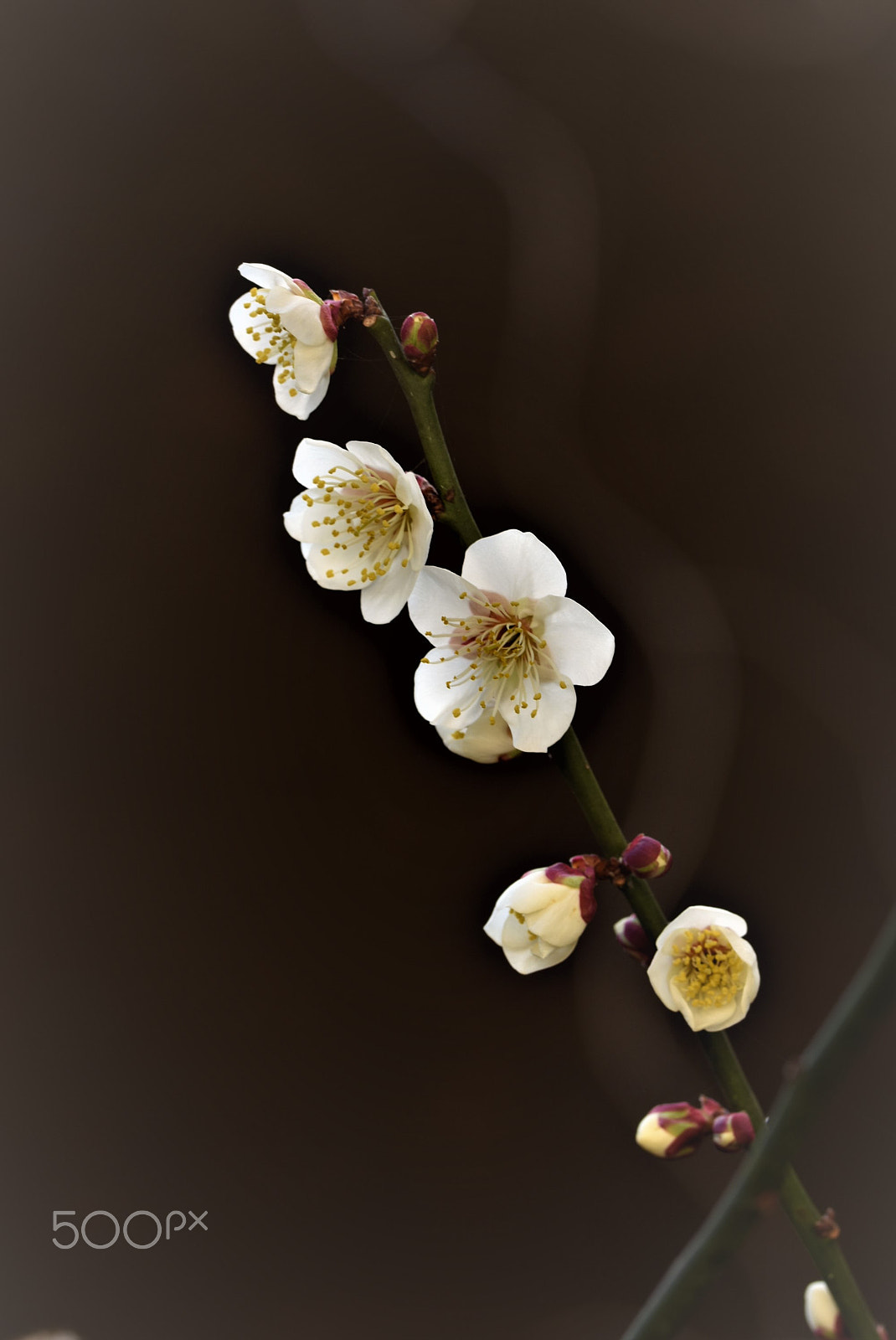 Nikon D7200 sample photo. Plum blossom photography