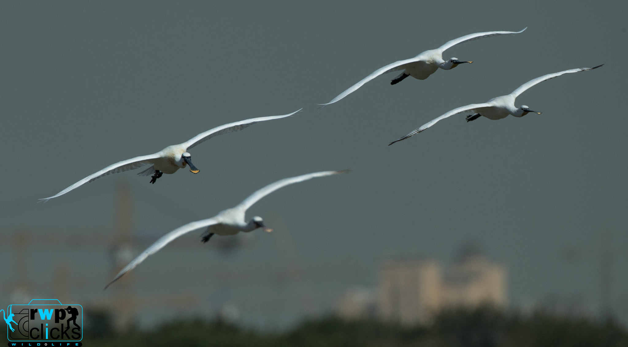 Canon EOS-1D X + Canon EF 500mm F4L IS USM sample photo. Flight of eurasian spoonbills  photography