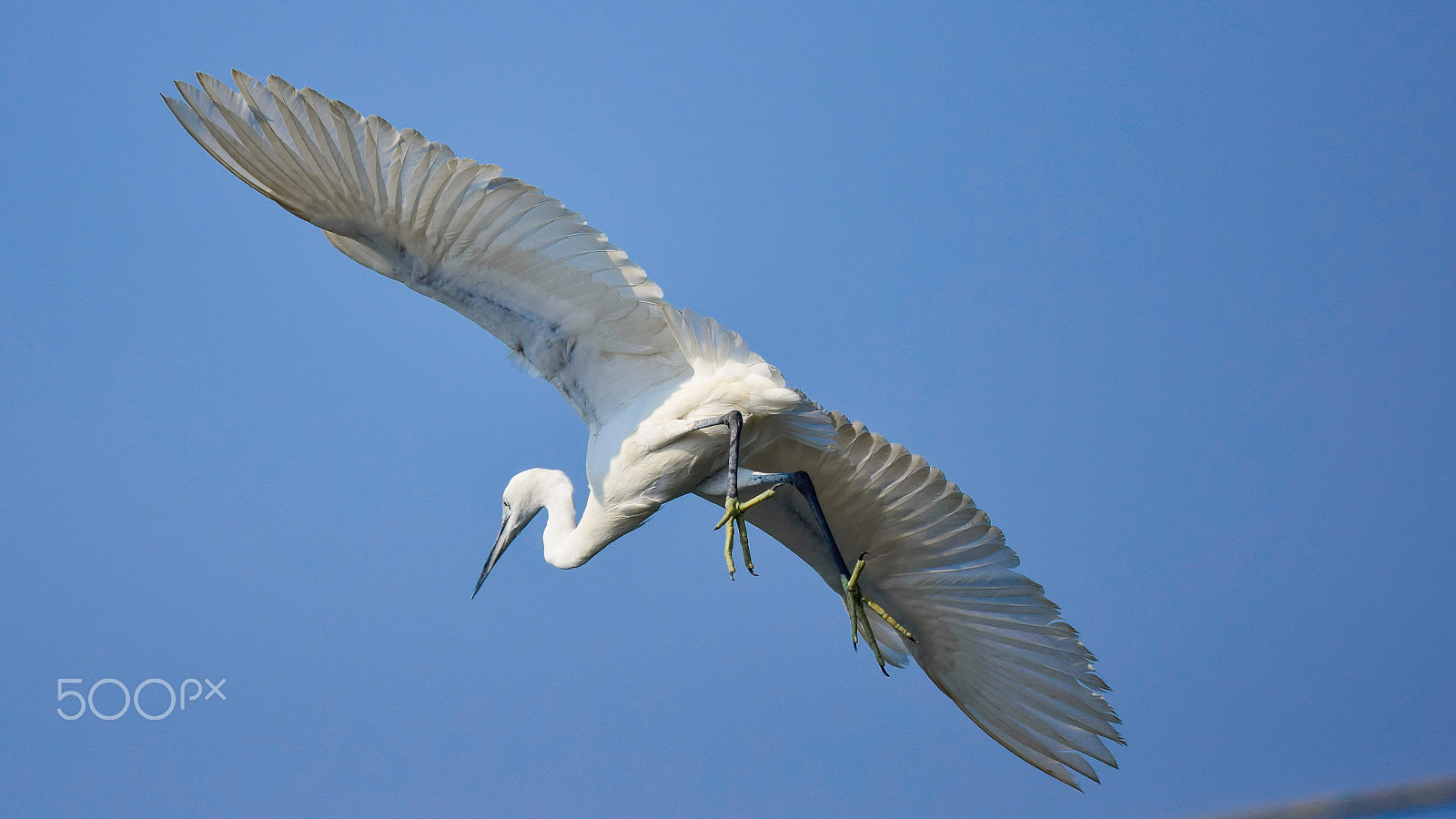 Nikon Nikkor AF-S 300mm F4E PF ED VR sample photo. Flying bird in cochin beach india photography