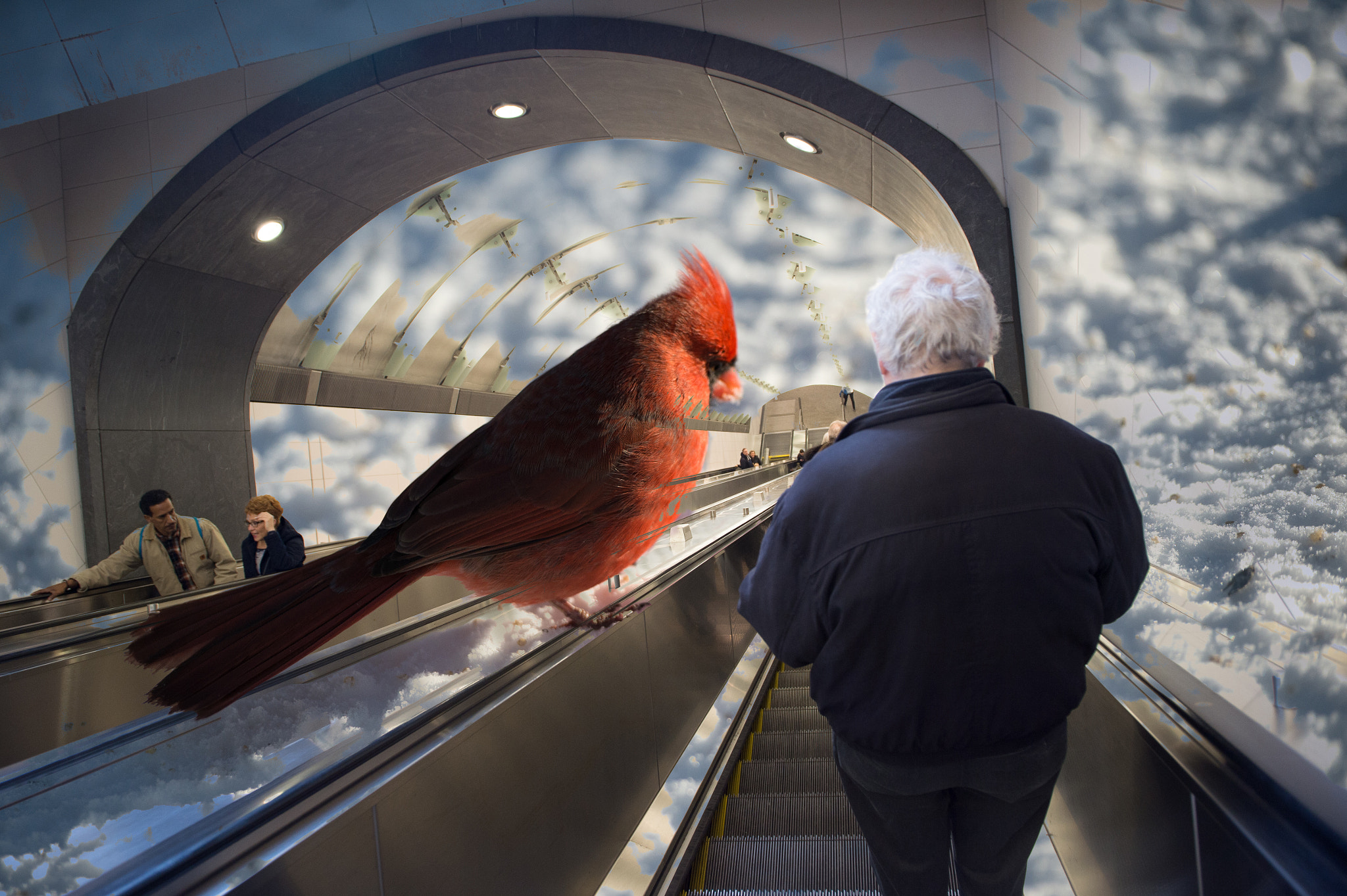 Nikon Df sample photo. Cardinal in snow and man on escalator photography