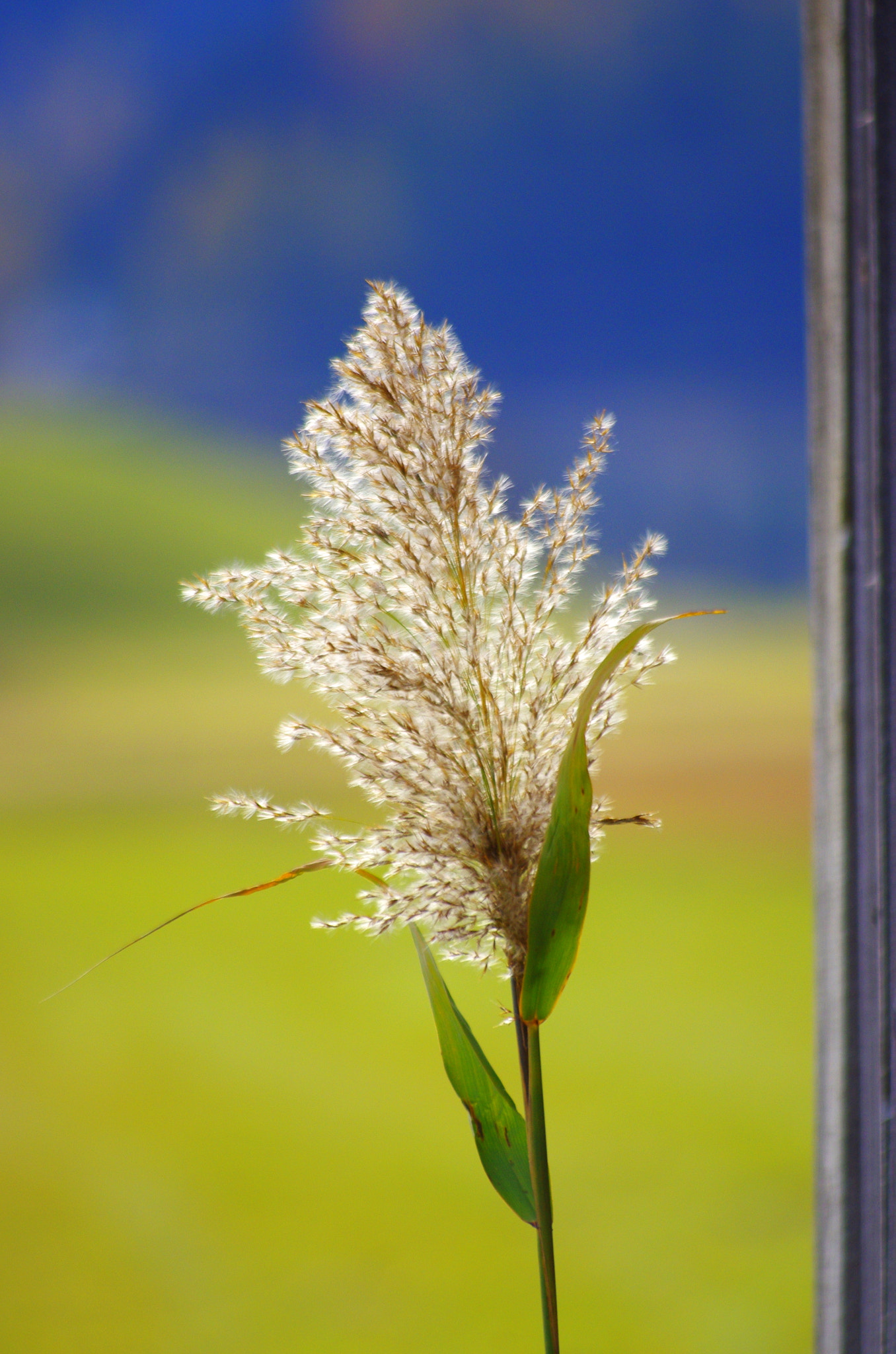 smc PENTAX-DA L 55-300mm F4-5.8 ED sample photo. Colorful life photography