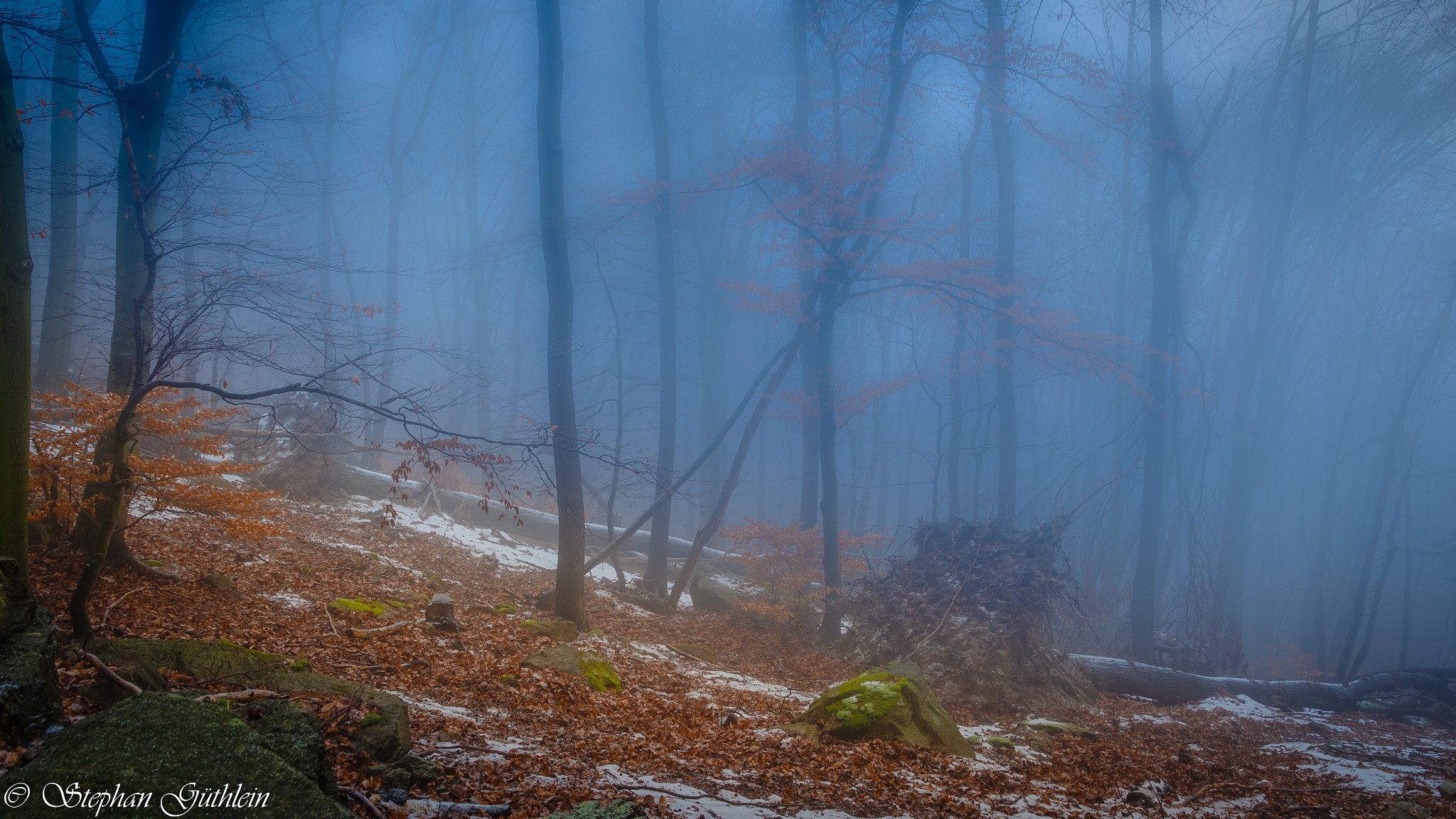 Canon EF-S 17-55mm F2.8 IS USM sample photo. Misty forest photography