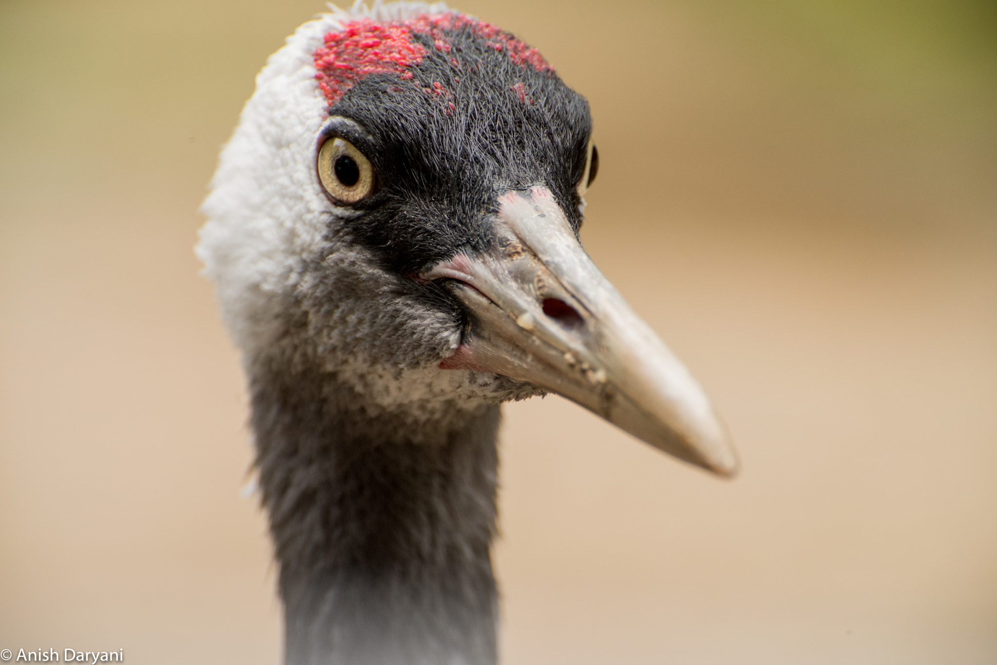 Nikon D810 sample photo. Ooh ohh ahh ahh sexy eyes... photography