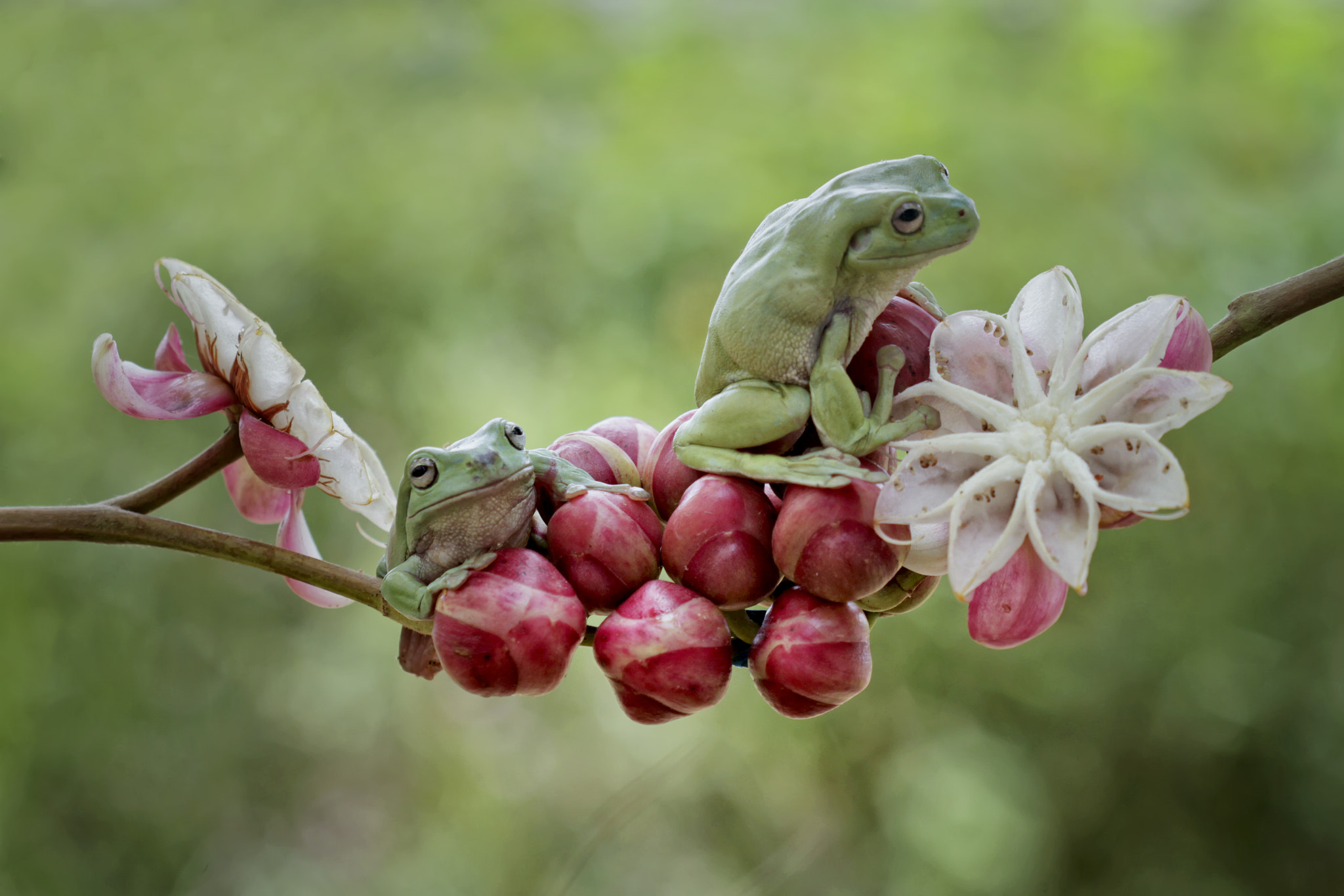 Canon EOS 7D + Canon EF 100mm F2.8 Macro USM sample photo. Frog on flower photography