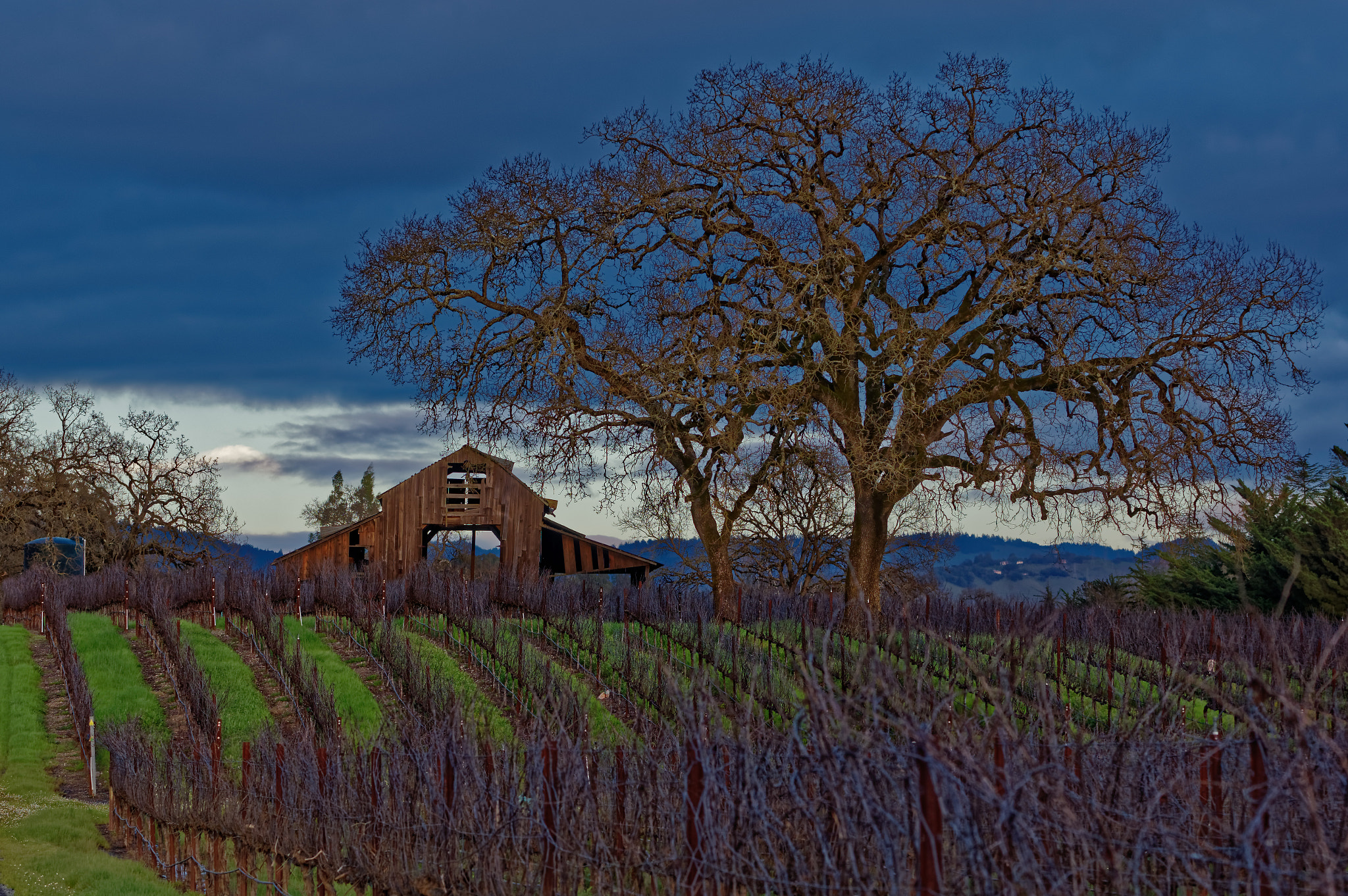 Pentax K-3 sample photo. Barn oak vines photography