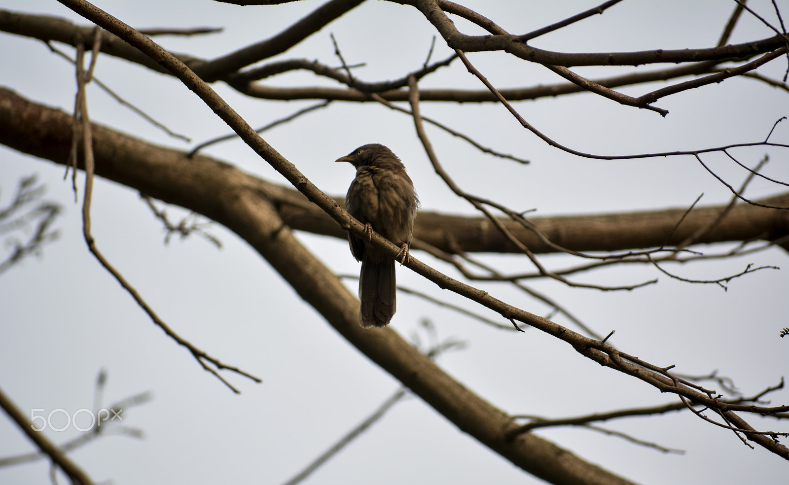 Nikon D5200 + Sigma 70-300mm F4-5.6 DG OS sample photo. Its my resting place photography