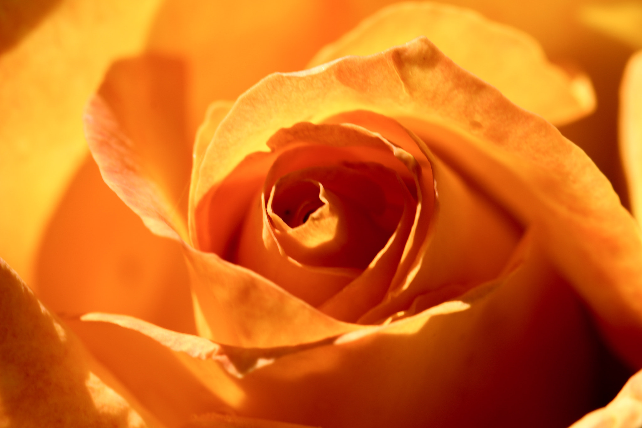 Canon EF 100mm F2.8L Macro IS USM sample photo. Golden petals photography
