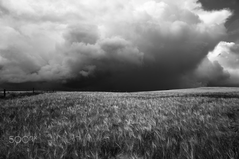 Canon EOS 60D sample photo. Alcomie wheat field photography