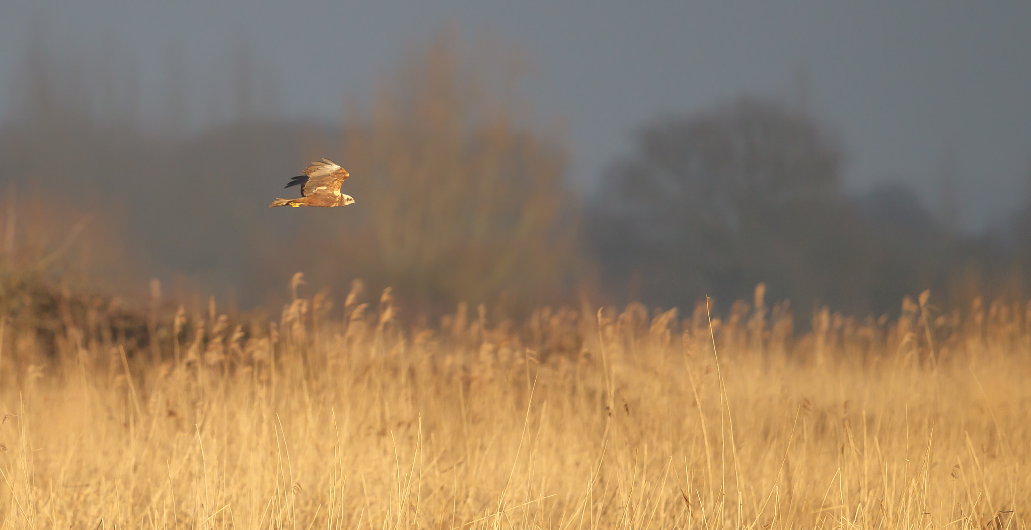 Canon EOS-1D Mark IV sample photo. Marsh harrier over reed beds photography