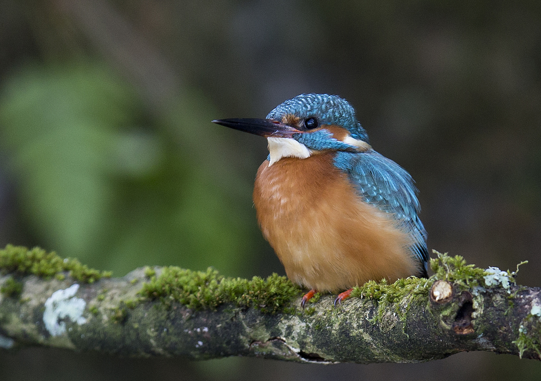 Canon EF 400mm F2.8L IS II USM sample photo. Kingfisher photography