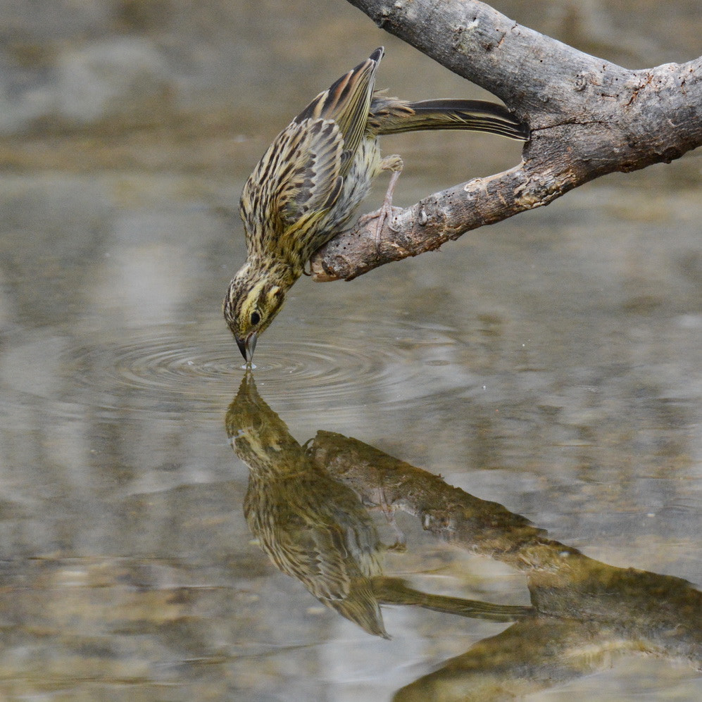 Sigma 150-600mm F5-6.3 DG OS HSM | S sample photo. Yo puedo photography