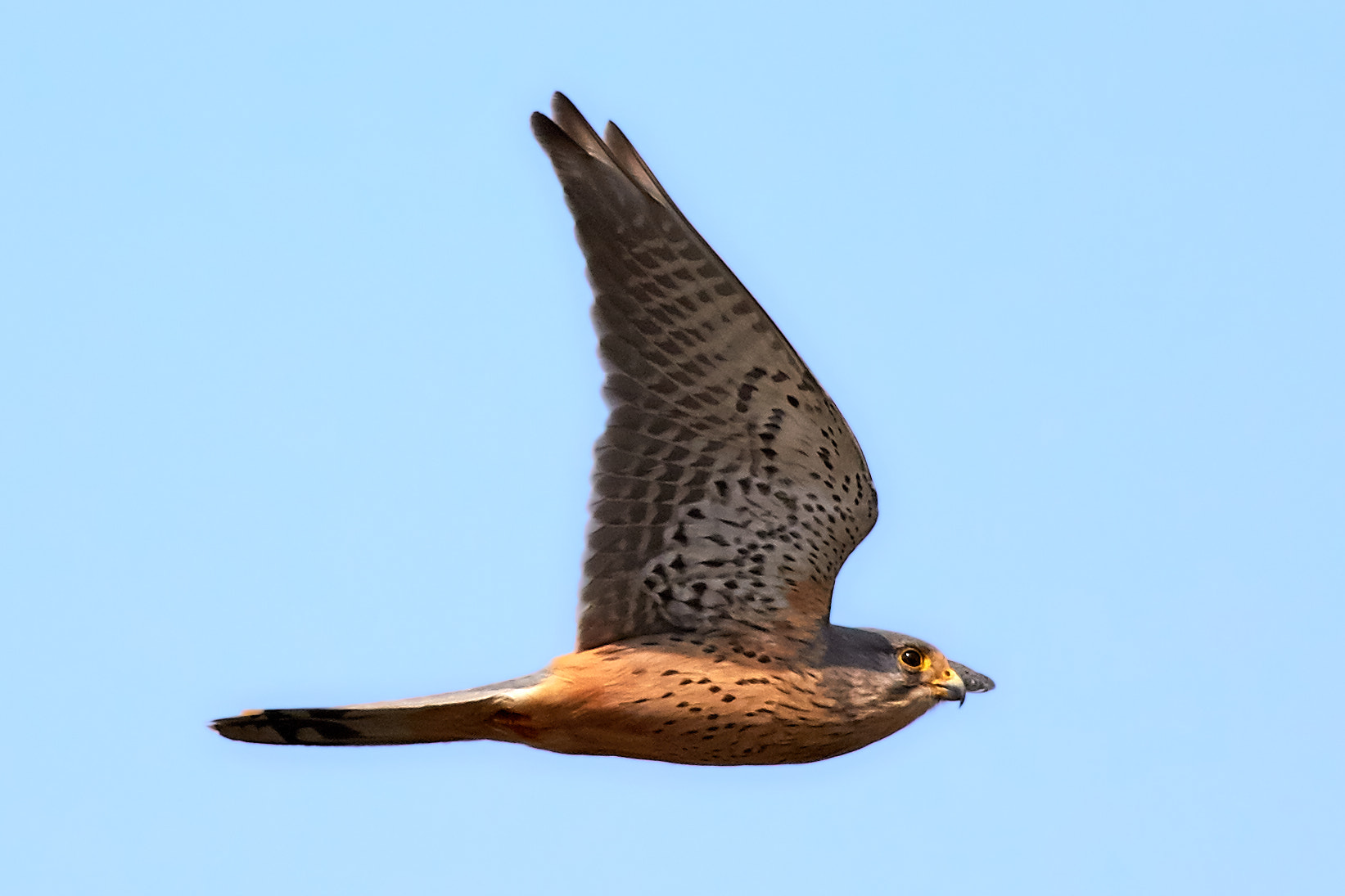 Canon EOS 7D Mark II + Canon EF 400mm F5.6L USM sample photo. Kestrel photography