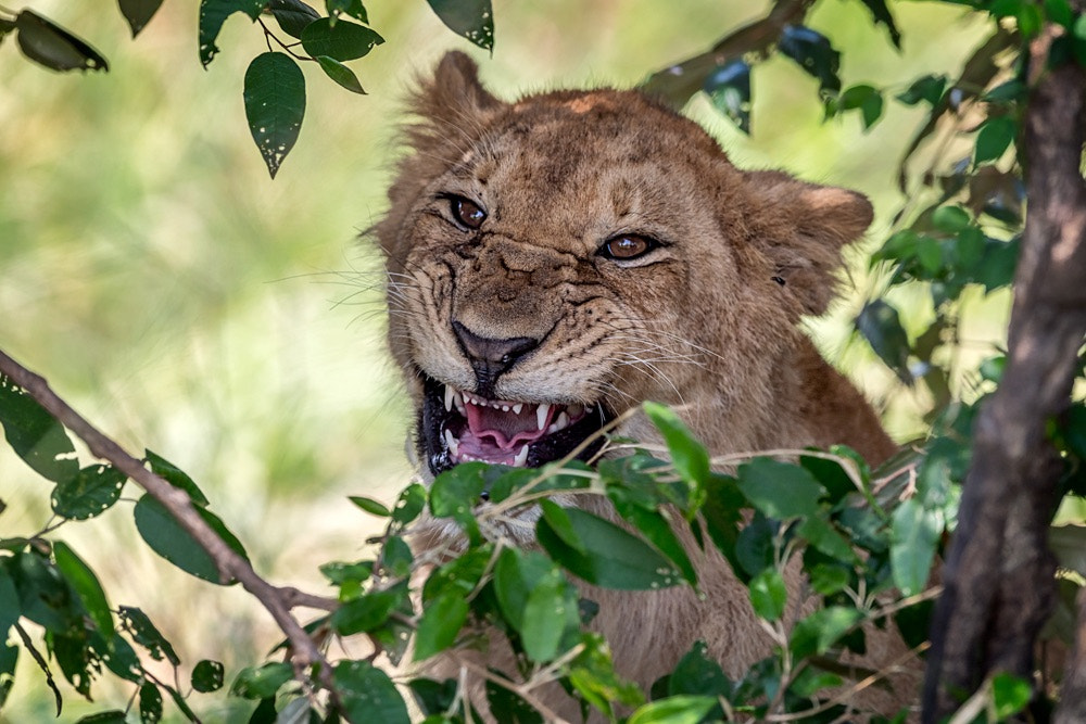 Nikon AF-S Nikkor 600mm F4E FL ED VR sample photo