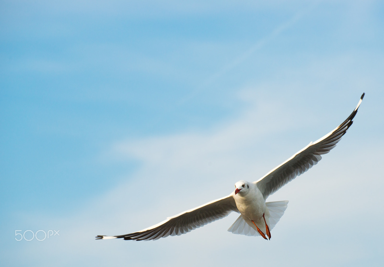Nikon D800 sample photo. Fly!!! photography